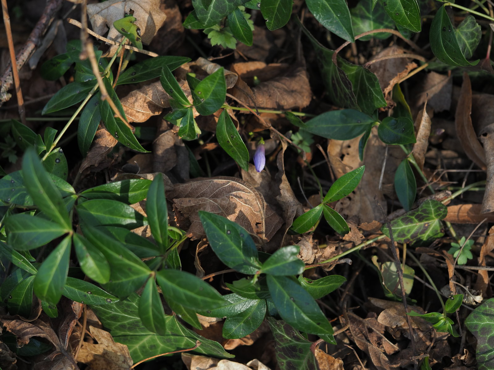 Vinca_minor_20220227_0168_P2270172.jpg