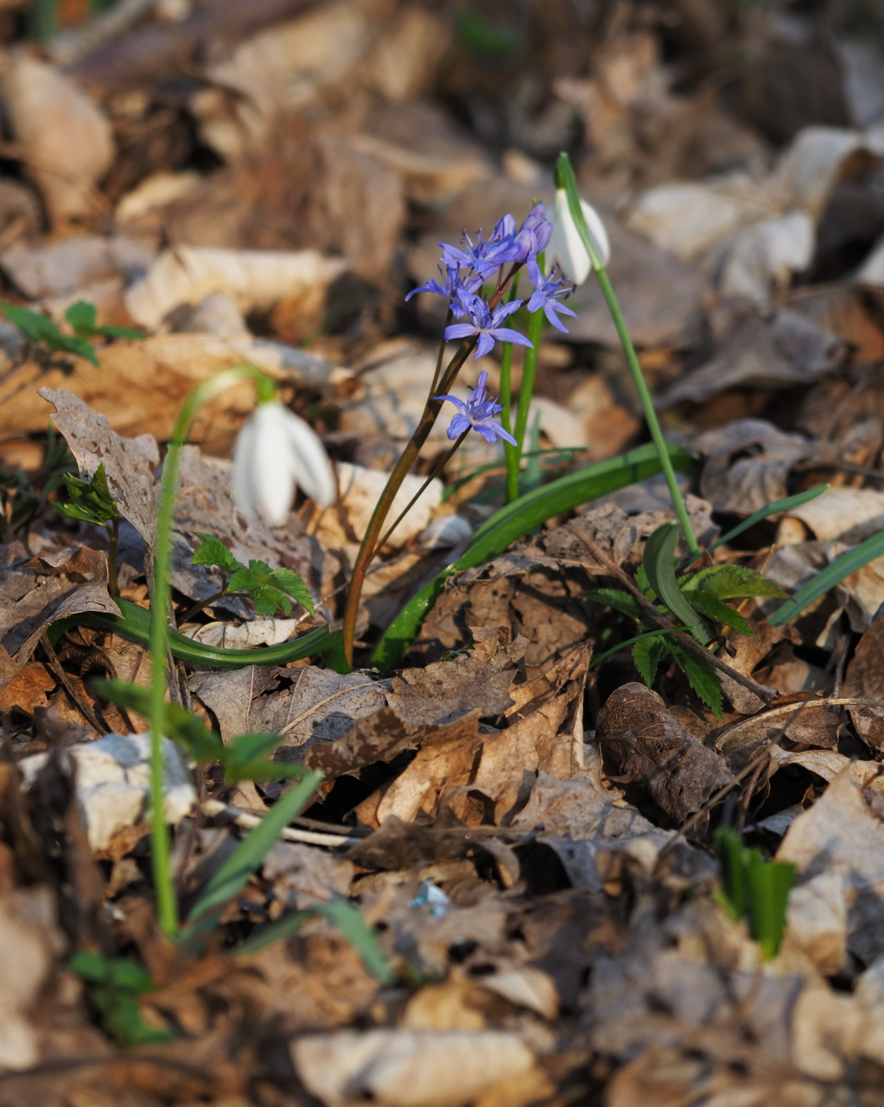 Scilla_bifolia_20220227_0175_P2270179.jpg