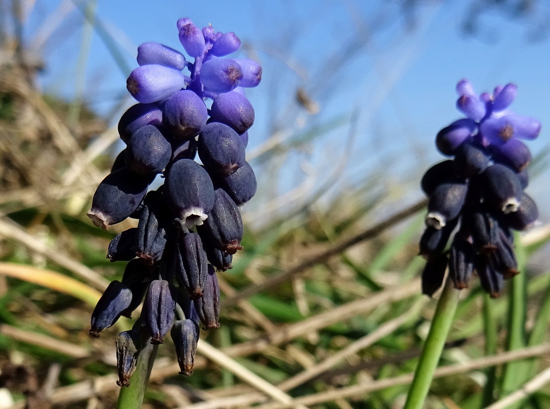 DSC02115.JPG