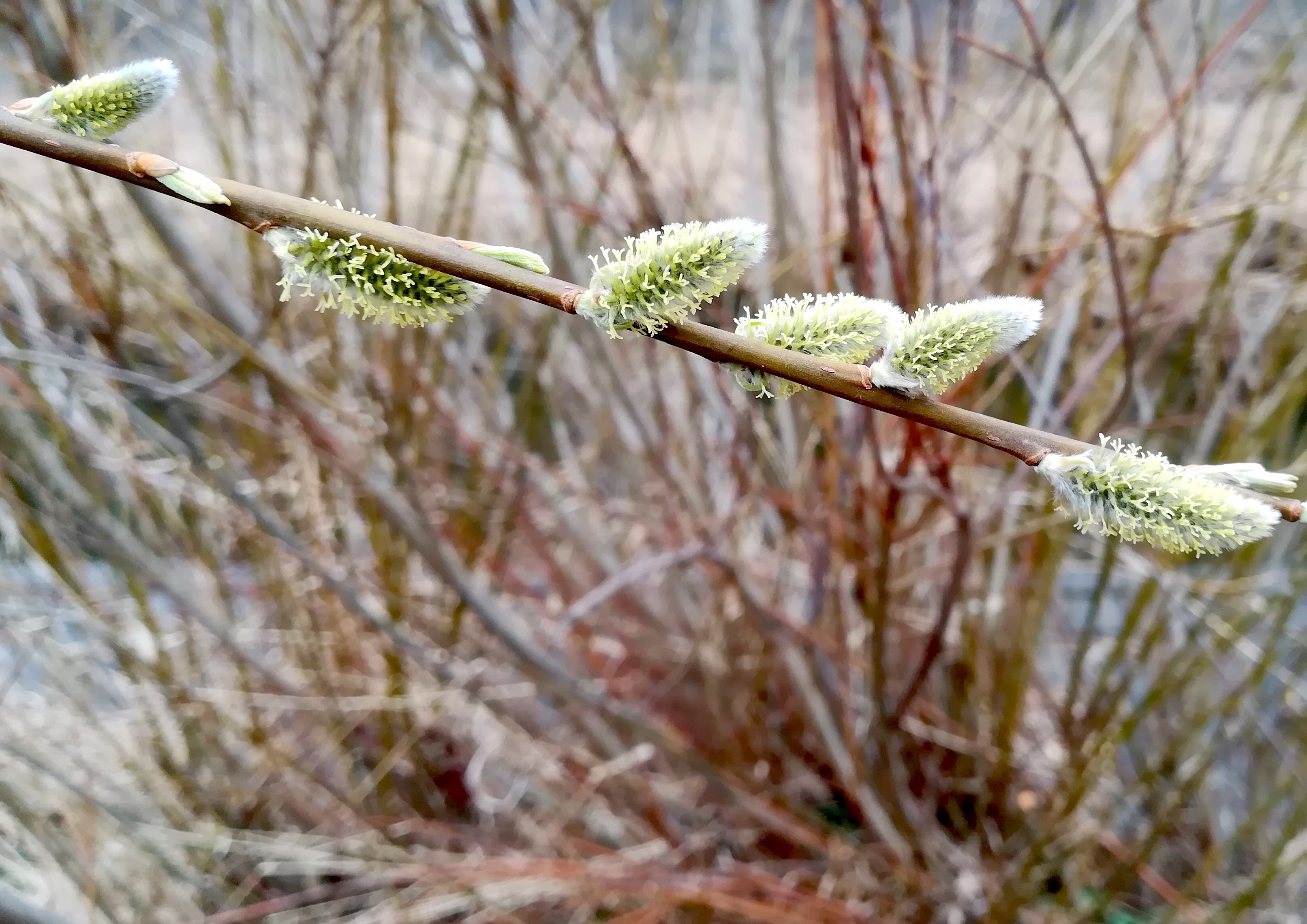 salix viminalis wienfluss rückhaltebecken auhof_20220306_130608.jpg