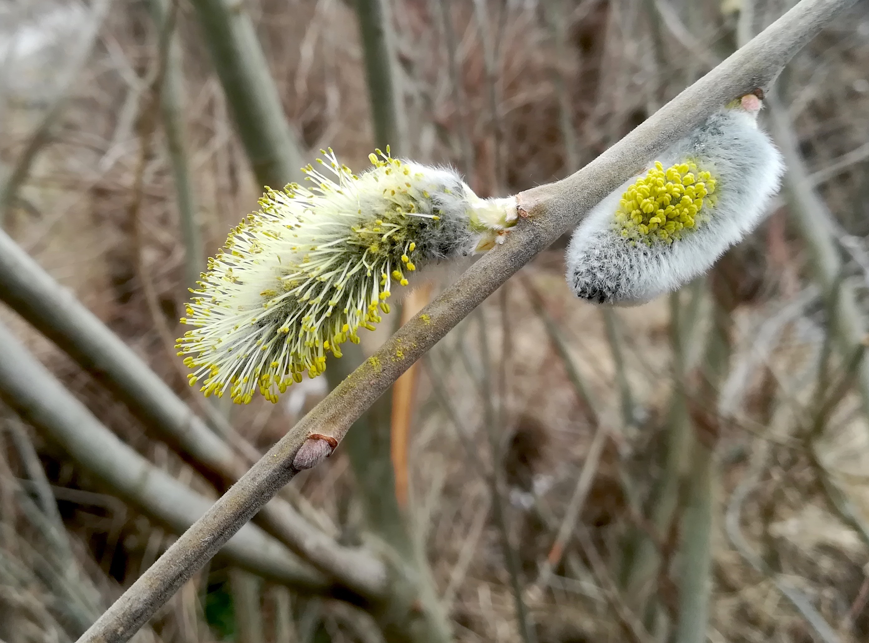 salix viminalis wienfluss rückhaltebecken auhof_20220306_131653.jpg