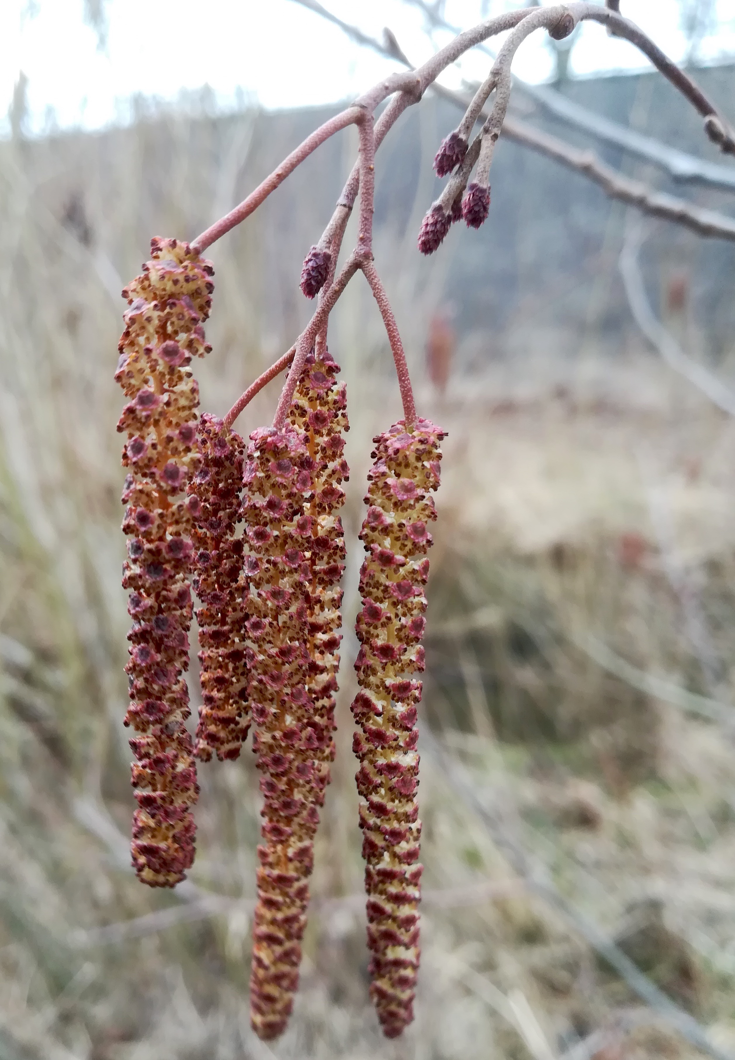 alnus glutinosa wienfluss rückhaltebecken auhof_20220306_124951.jpg