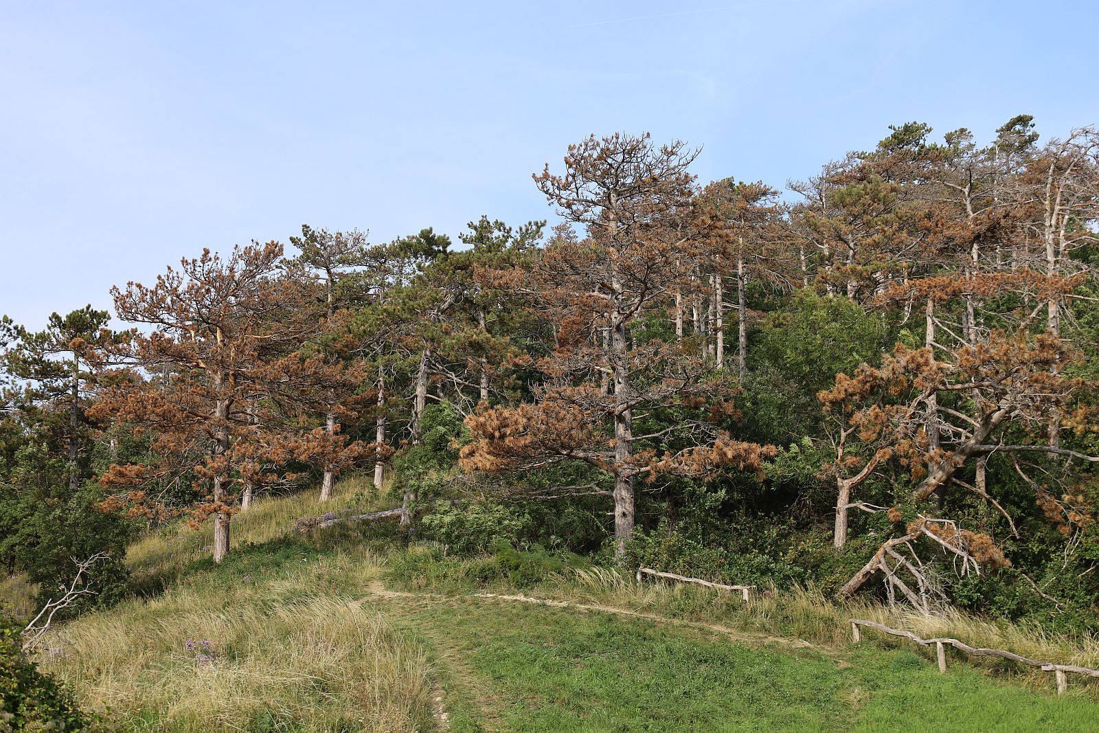 Eichkogel Schwarzfoehren absterbend_20211002_06.jpg