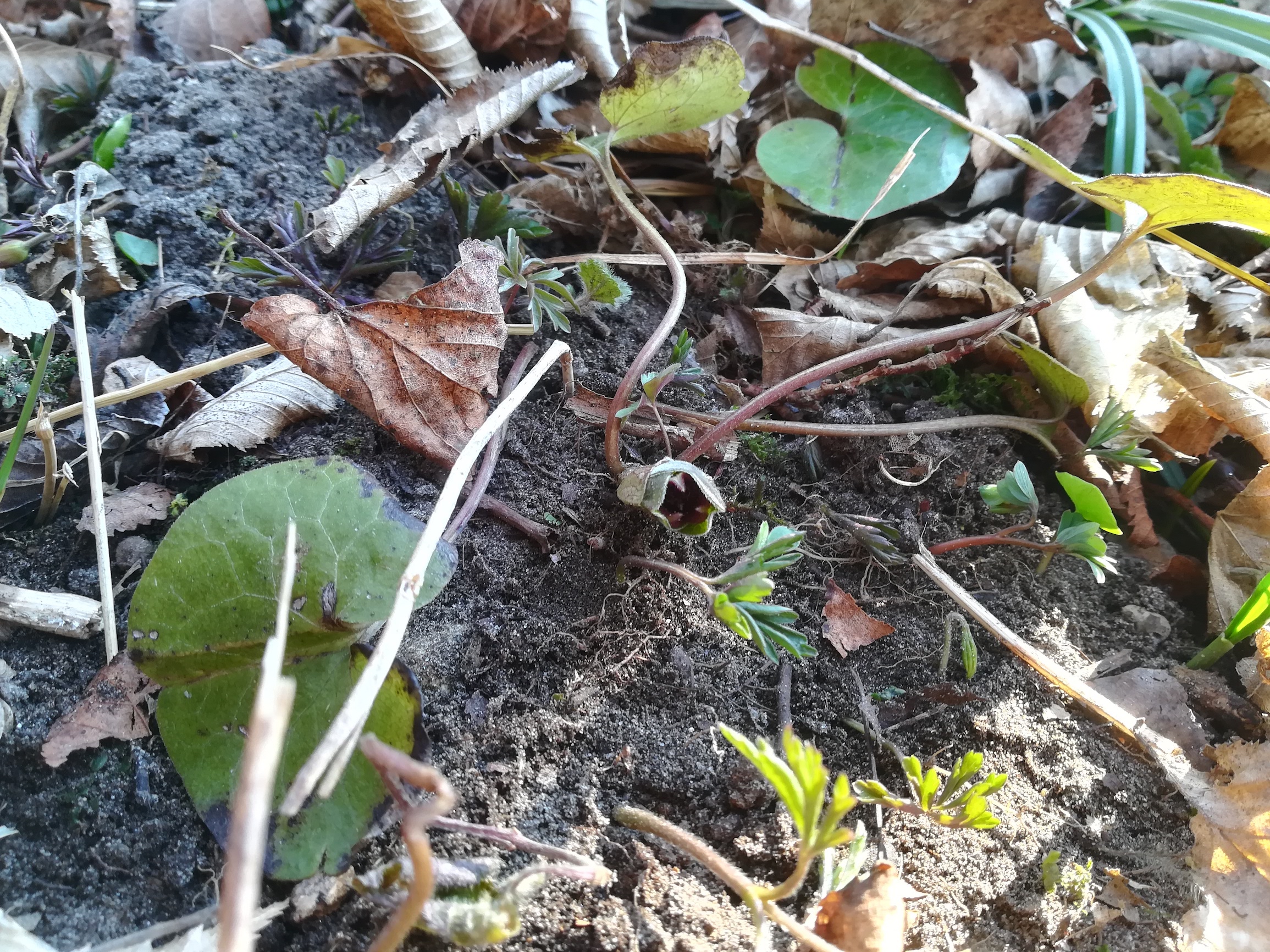 asarum europaeum vöckla S dörfl vöcklabruck_20220312_095625.jpg