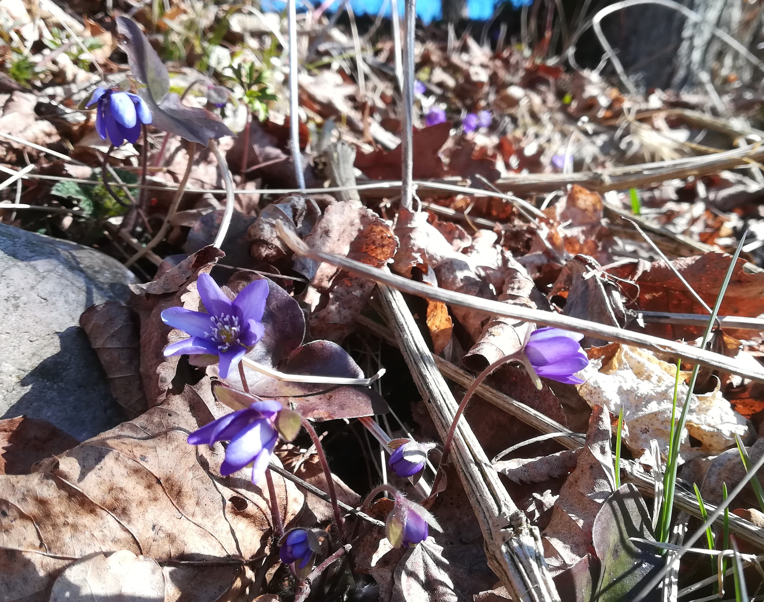 hepatica nobilis vöckla S dörfl vöcklabruck_20220312_095917.jpg