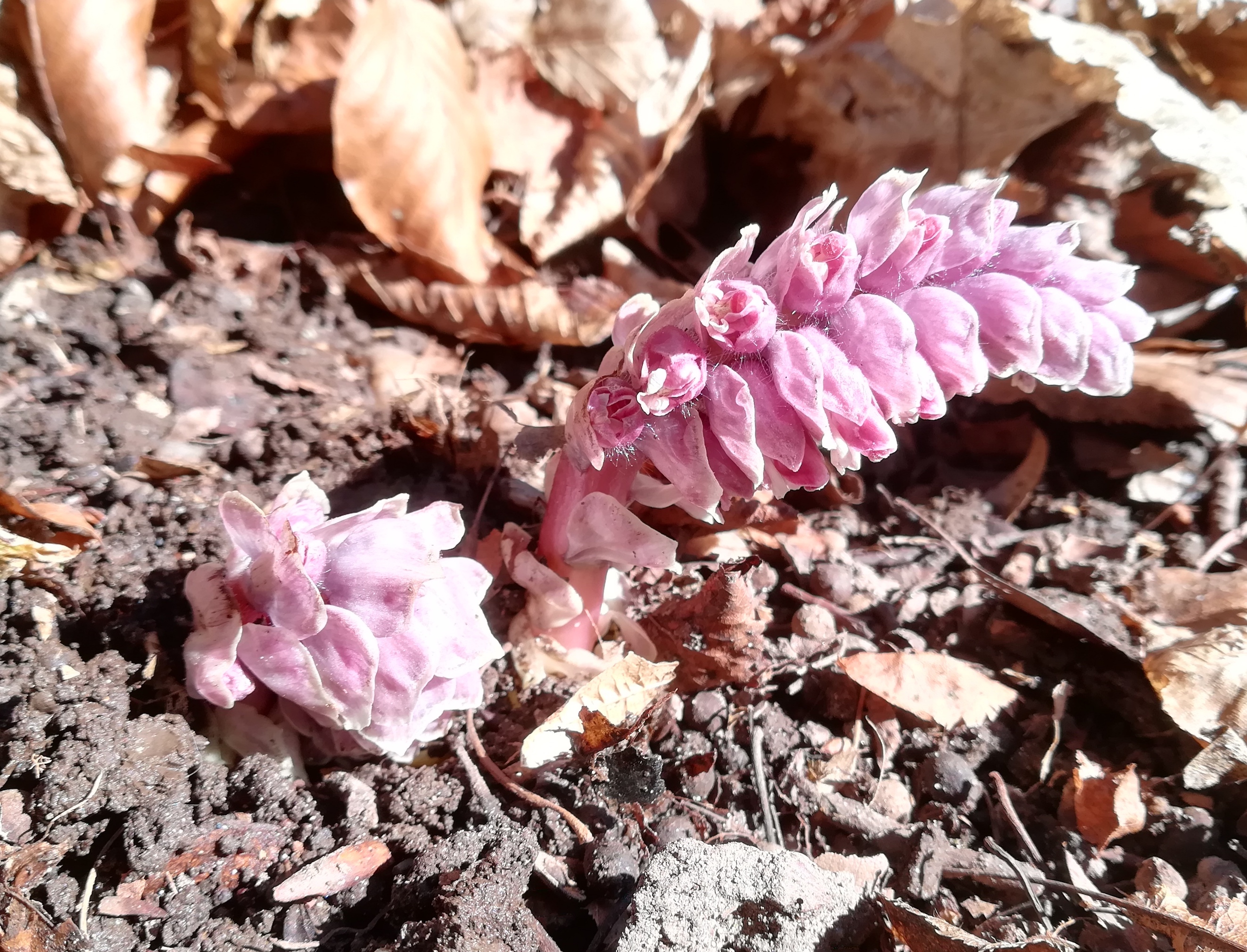 lathraea squamaria subsp. squamaria vöckla S dörfl vöcklabruck_20220312_112954.jpg