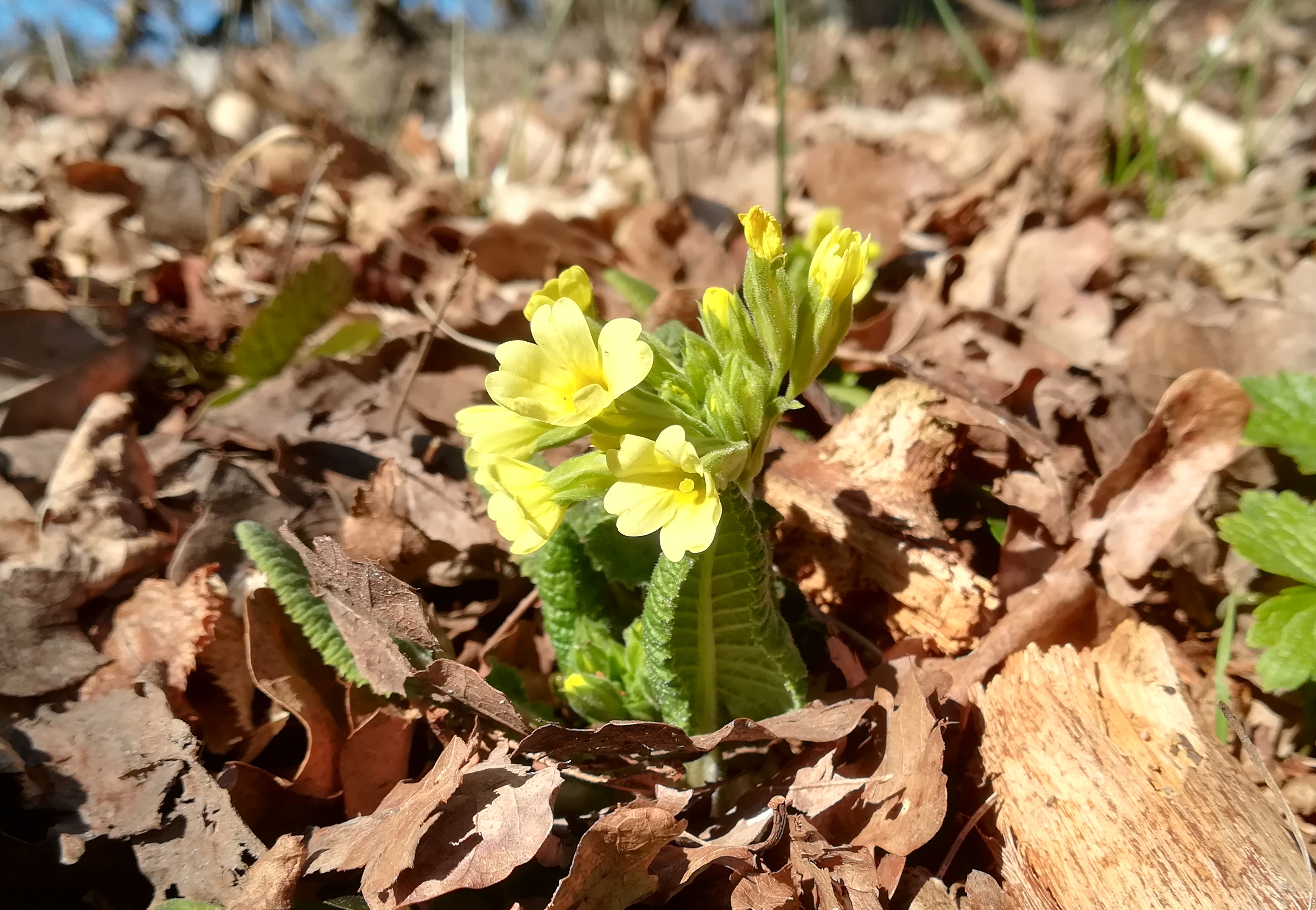 primula vulgaris vöckla S dörfl vöcklabruck_20220312_113109.jpg