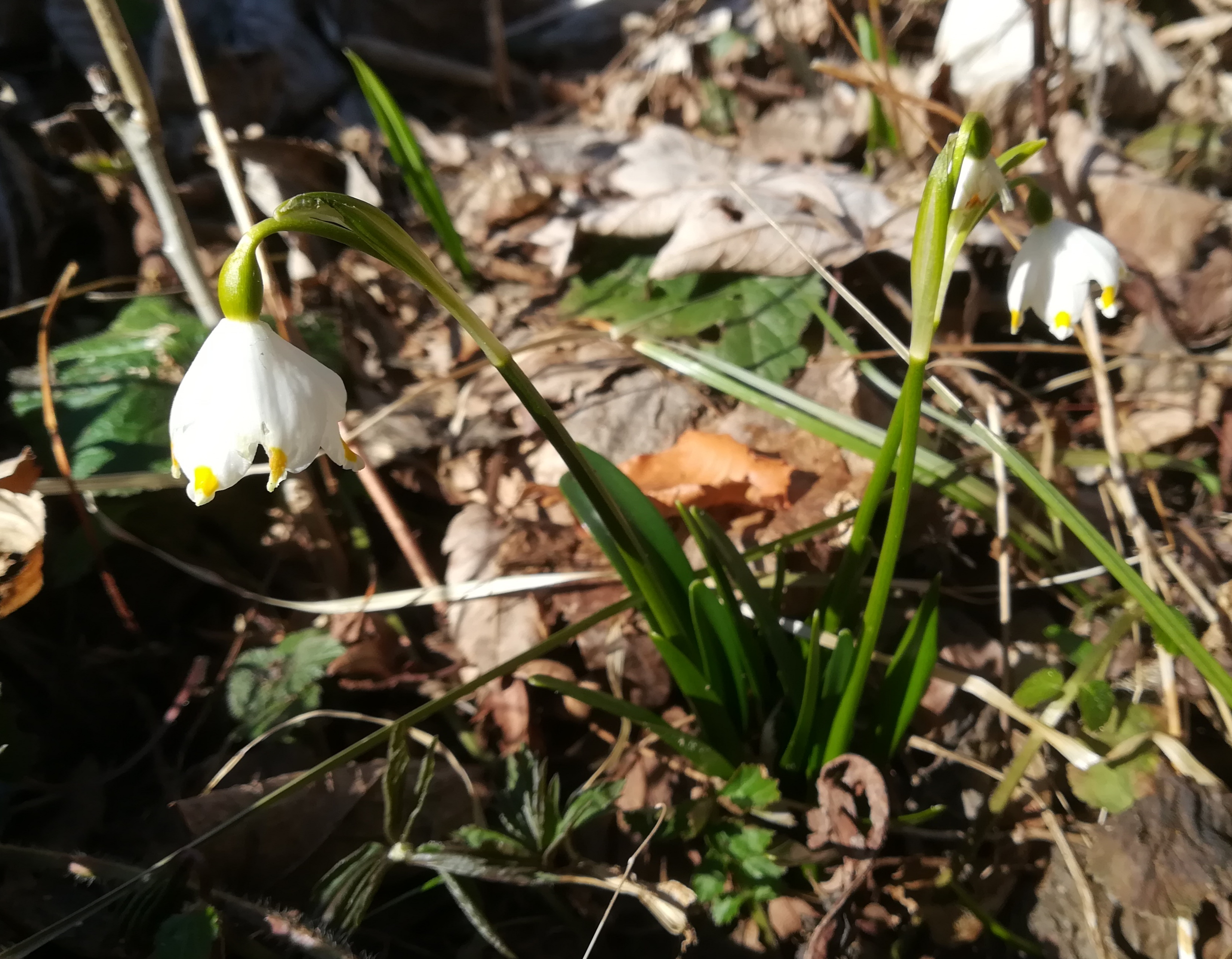 leucojum vernum vöckla S dörfl vöcklabruck_20220312_143420.jpg