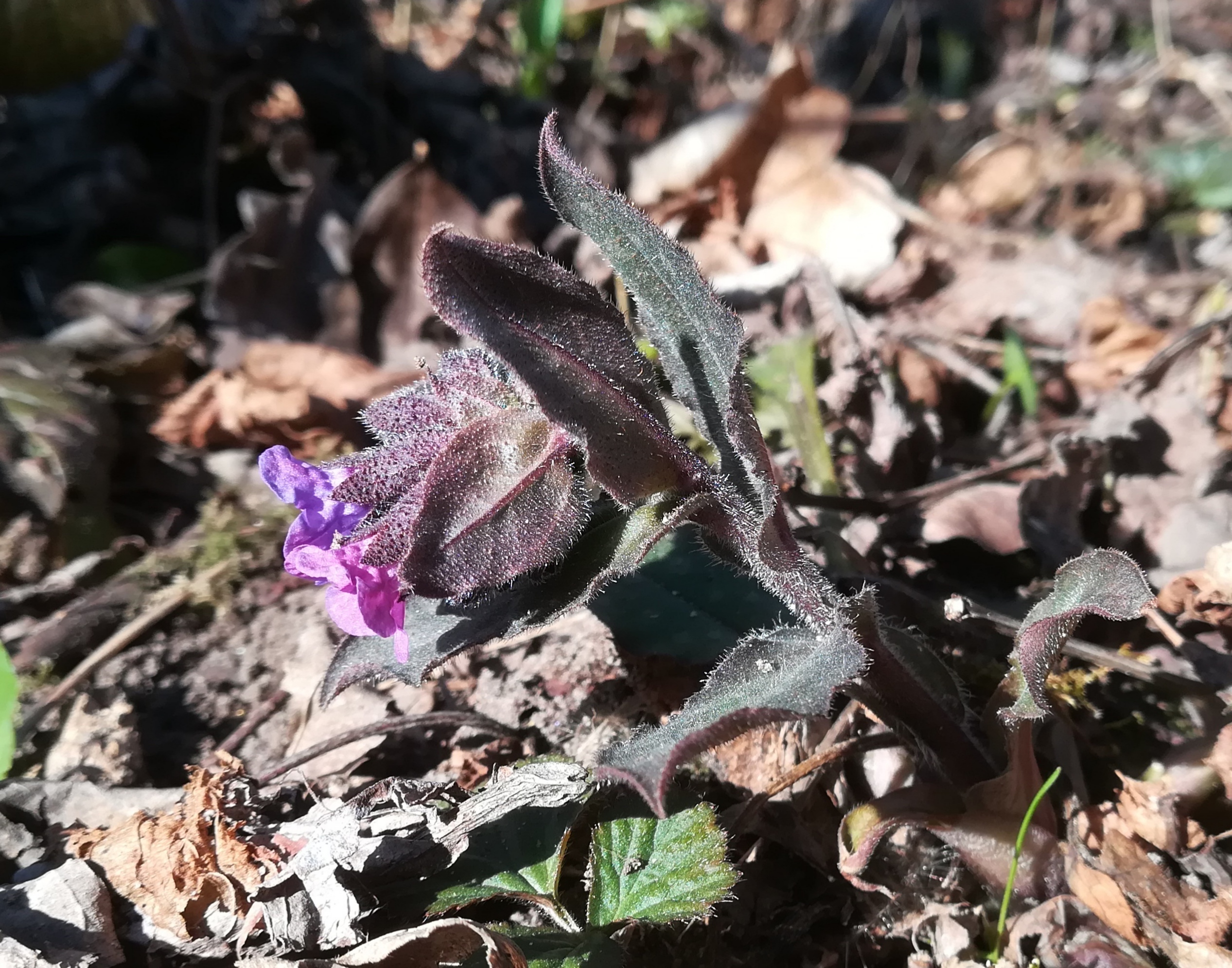pulmonaria officinalis s. str. vöckla S dörfl vöcklabruck_20220312_143451.jpg