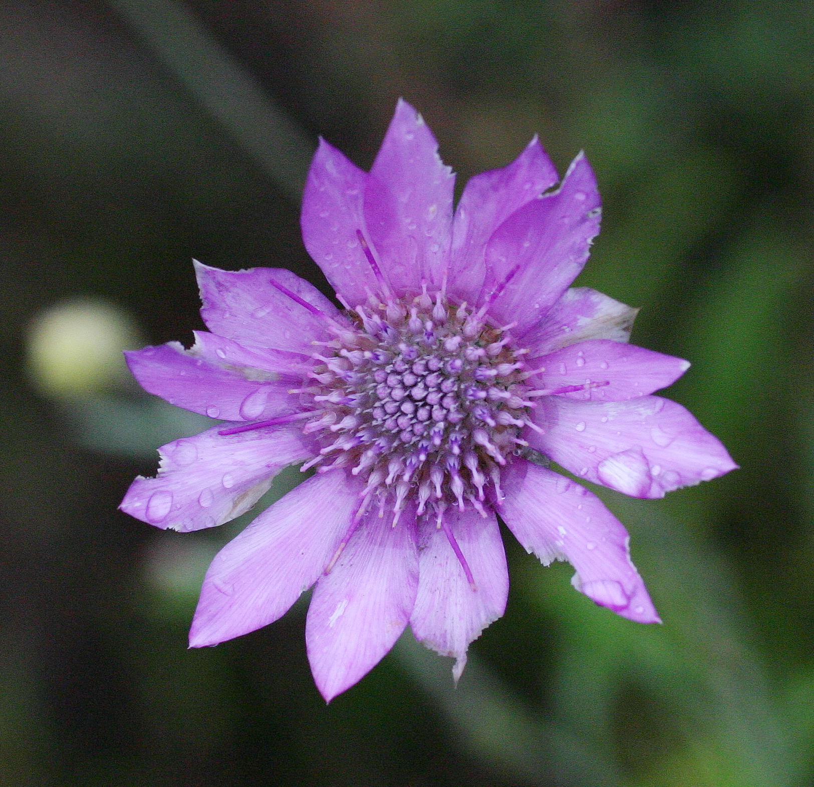 11.7.05 Xeranthemum annuum.1V.jpg