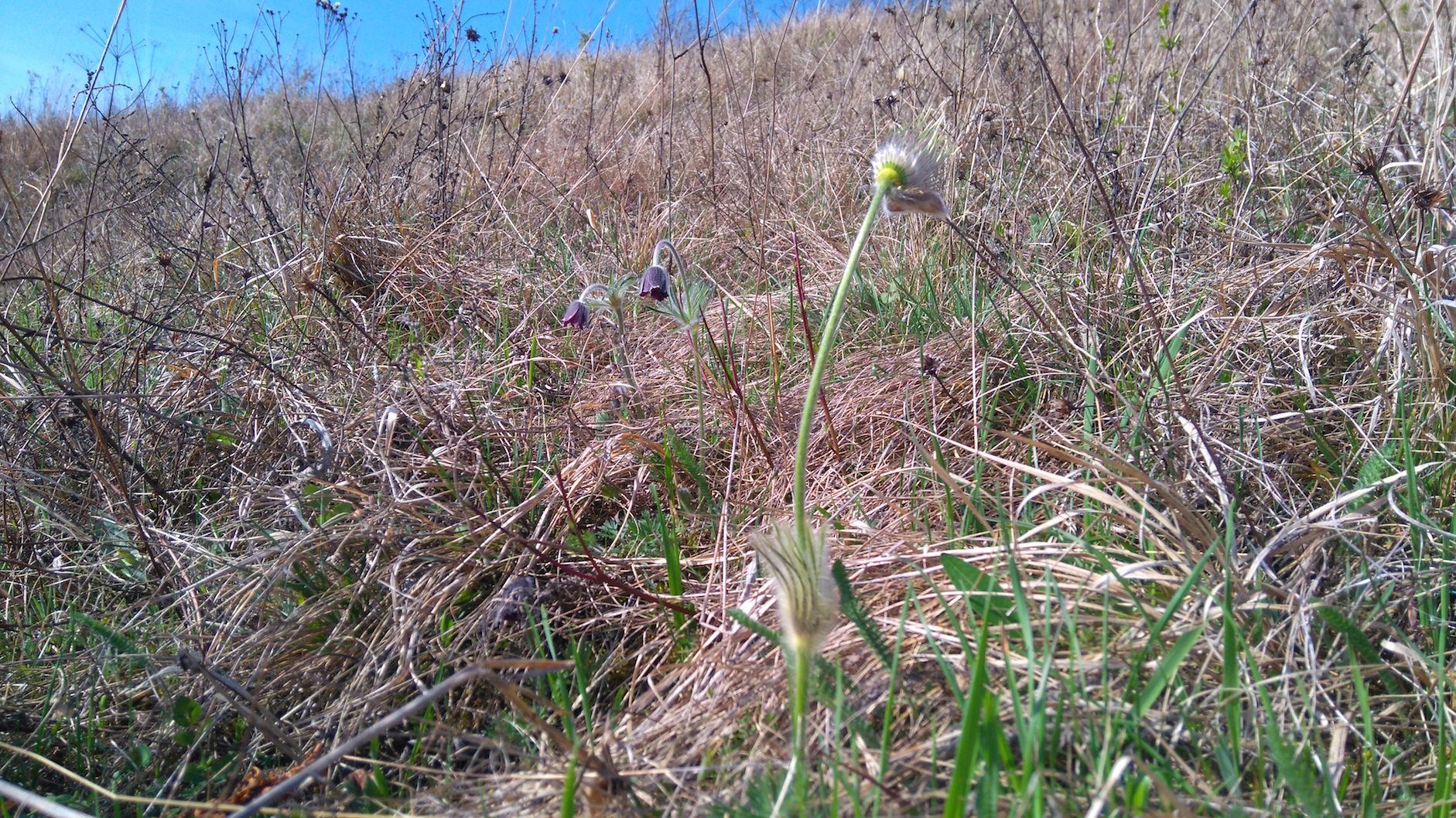 pulsatilla pratensis subsp nigricans et p. grandis bisamberg_7827.JPG