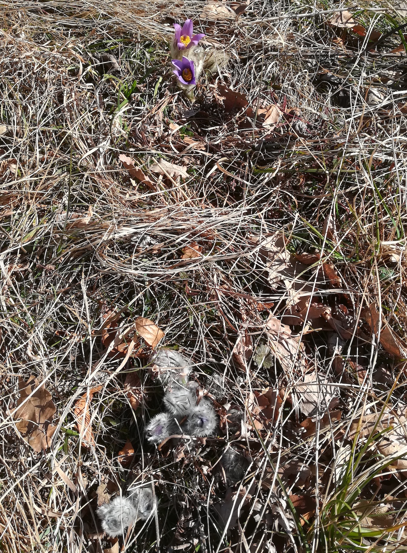 pulsatilla grandis wiener eichkogel_20220313_115439.jpg