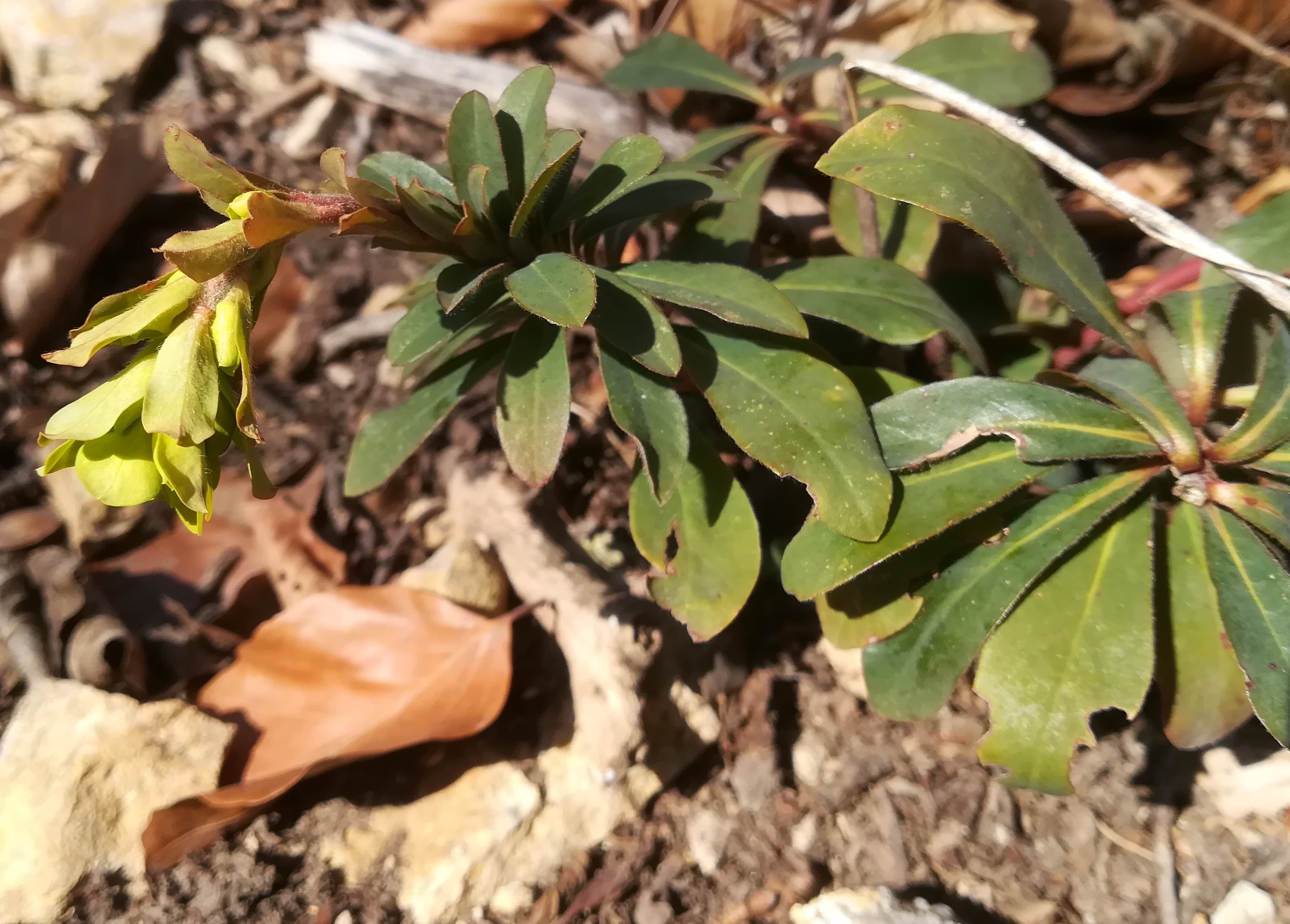 euphorbia amygdaloides wiener eichkogel_20220313_140841.jpg