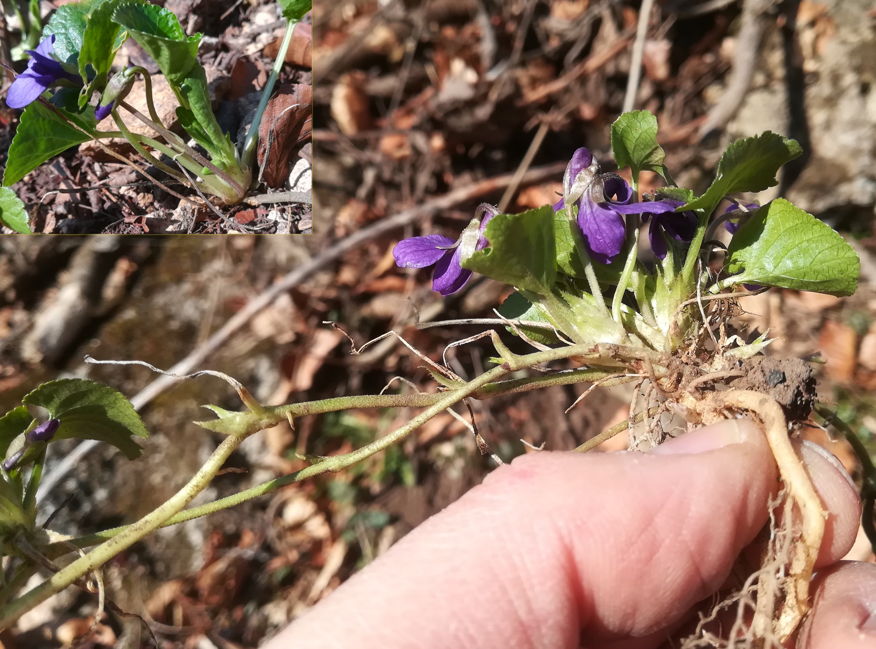 viola odorata wiener eichkogel_20220313_142235.jpg