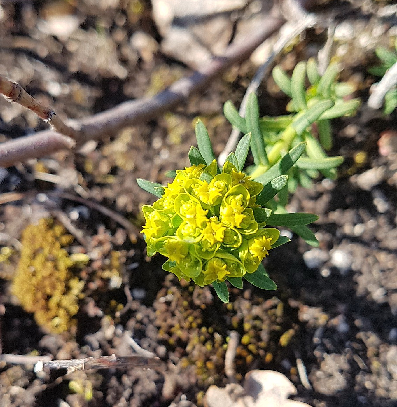 Euphorbia cyparissias.jpeg