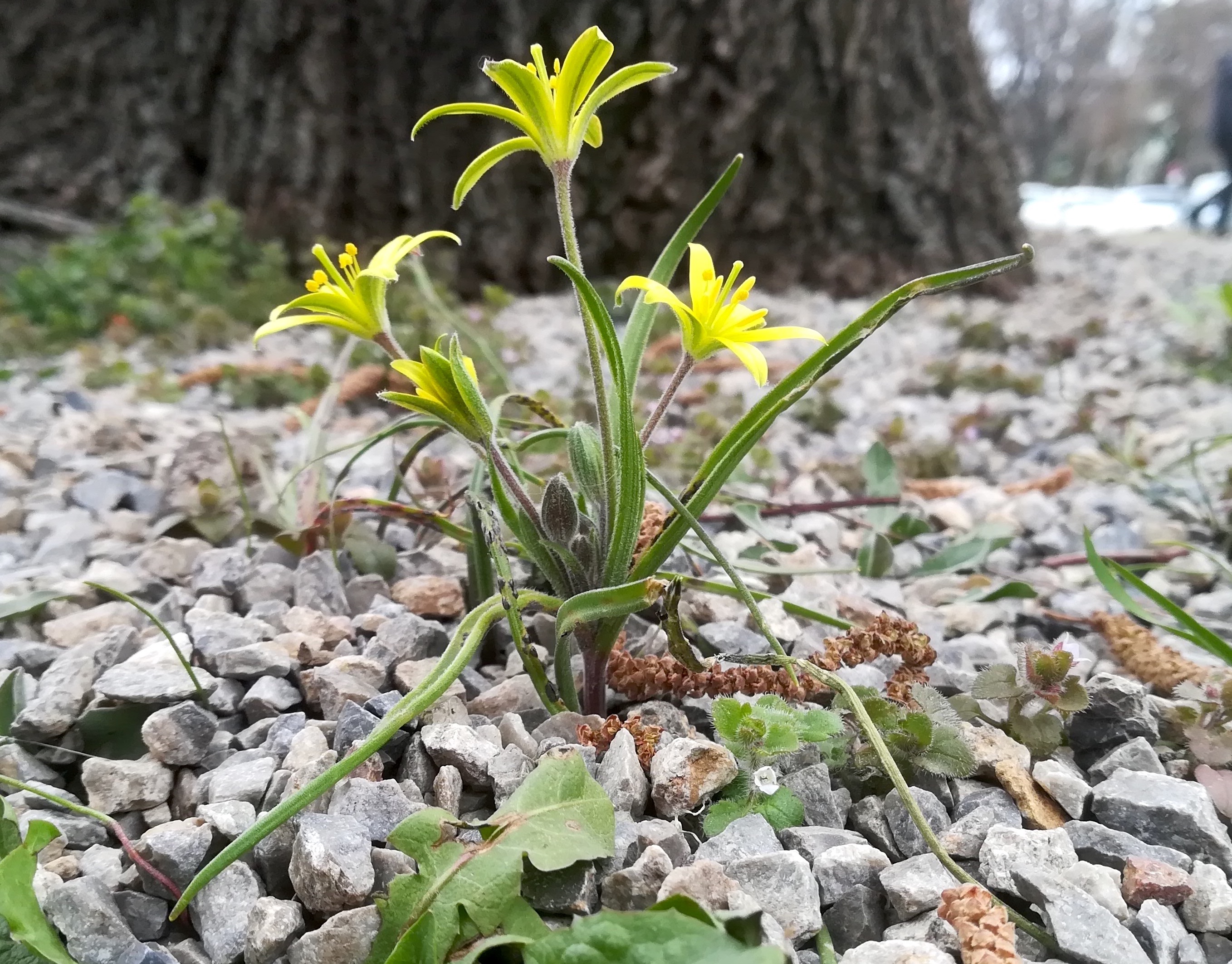 gagea villosa schweizergarten_20220315_150004.jpg