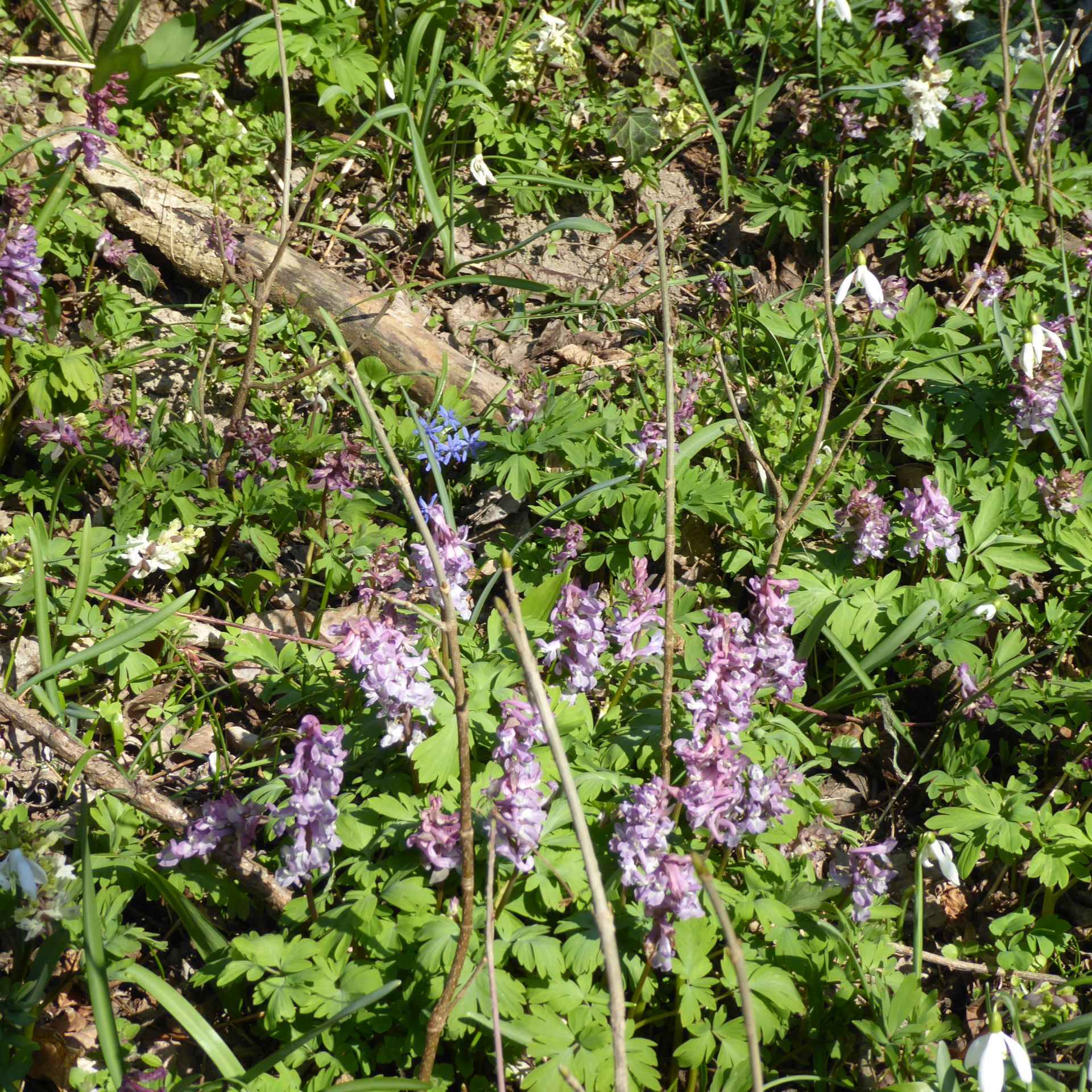 2P1140786.JPG