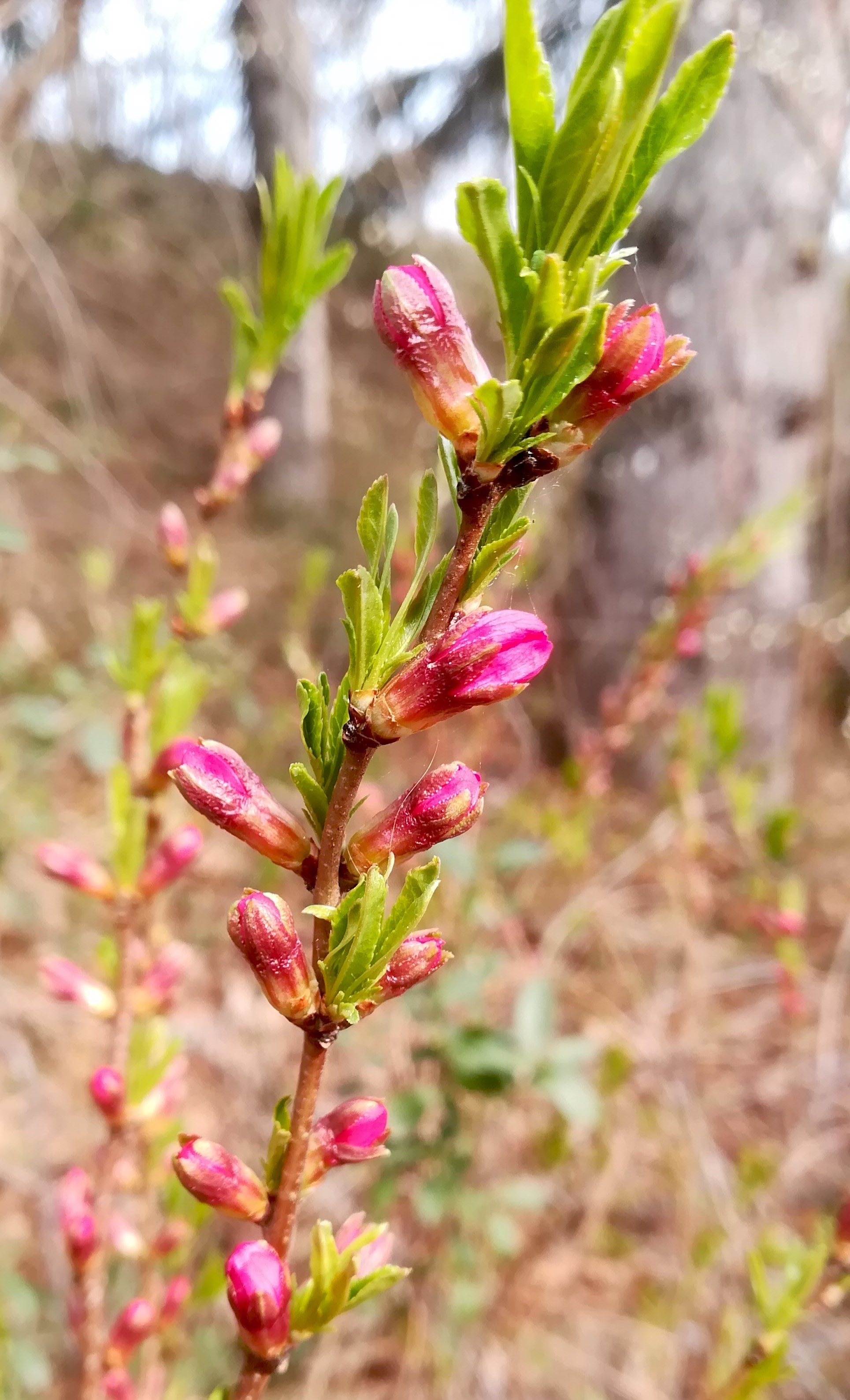 cf. prunus tenella bei bhf maria lanzendorf_20220320_105911.jpg