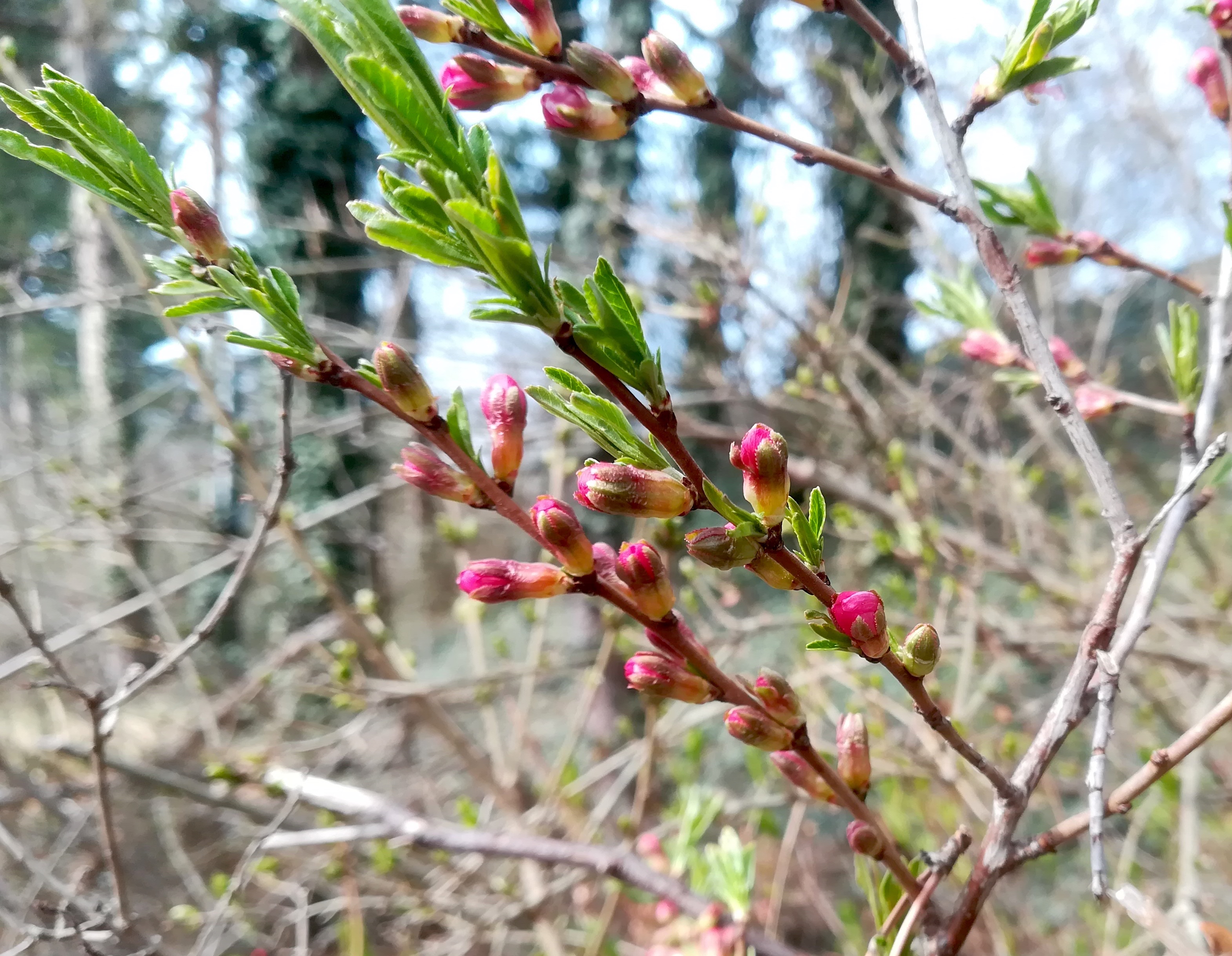 cf. prunus tenella bei bhf maria lanzendorf_20220320_105849.jpg