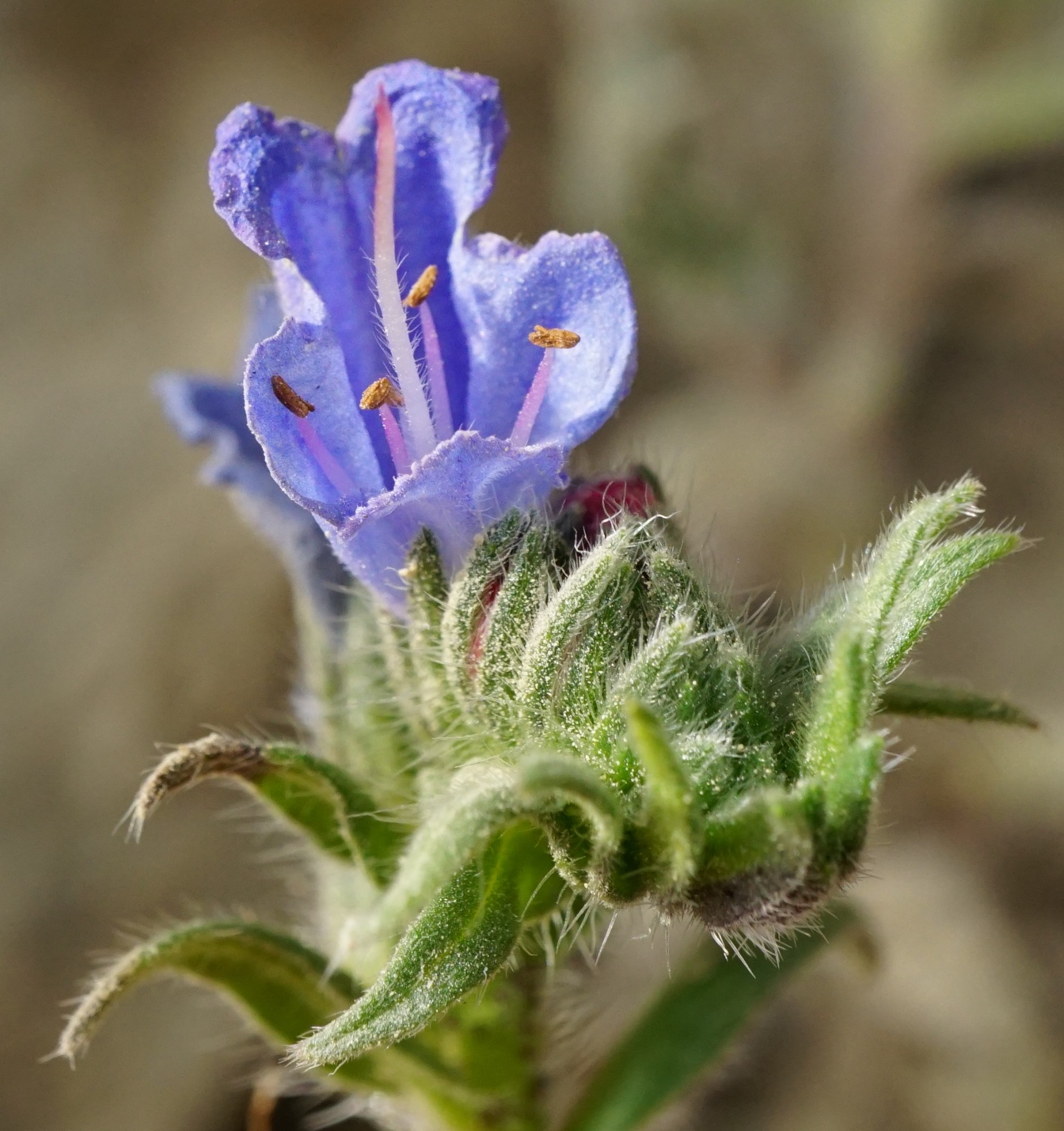 220320_Echium vulgare_Limberg_A.JPG