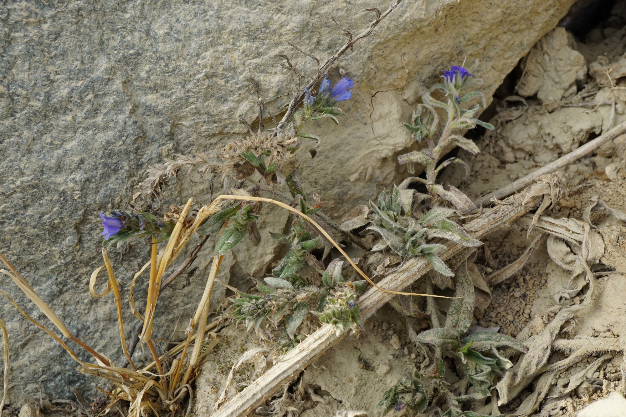 220320_Echium vulgare_Limberg_B.JPG