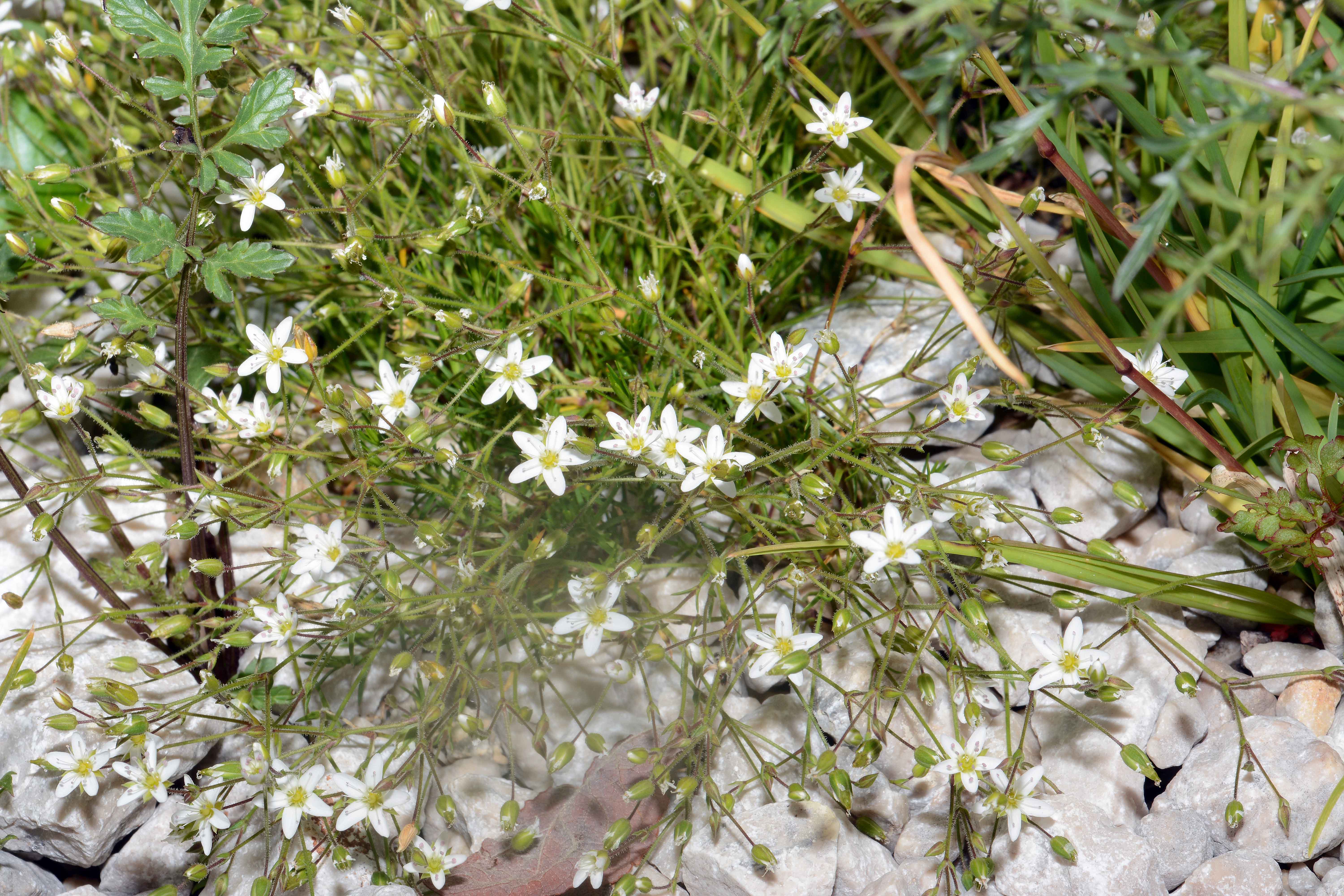 Gerard-Miere-(Minuartia gerardii) (4)-kom.jpg