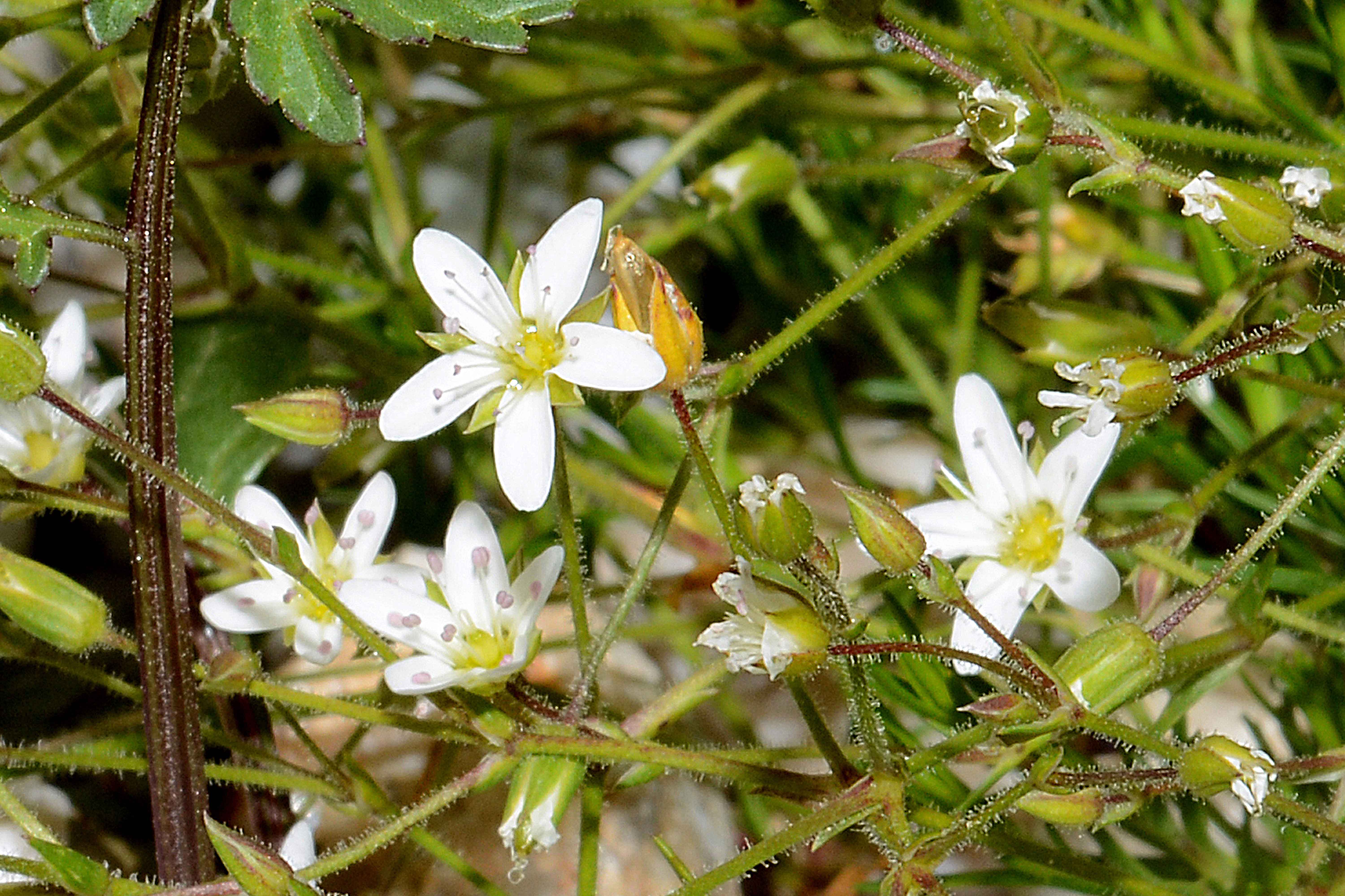 Gerard-Miere-(Minuartia gerardii) (5)-01-kom.jpg