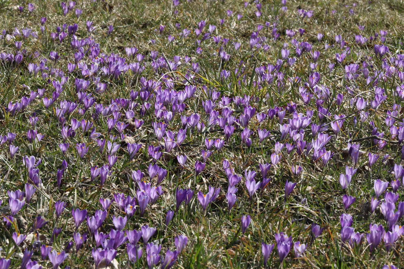 Crocus.purpureus.eingeb.NÖ-Gresten.19.März. 22.JPG