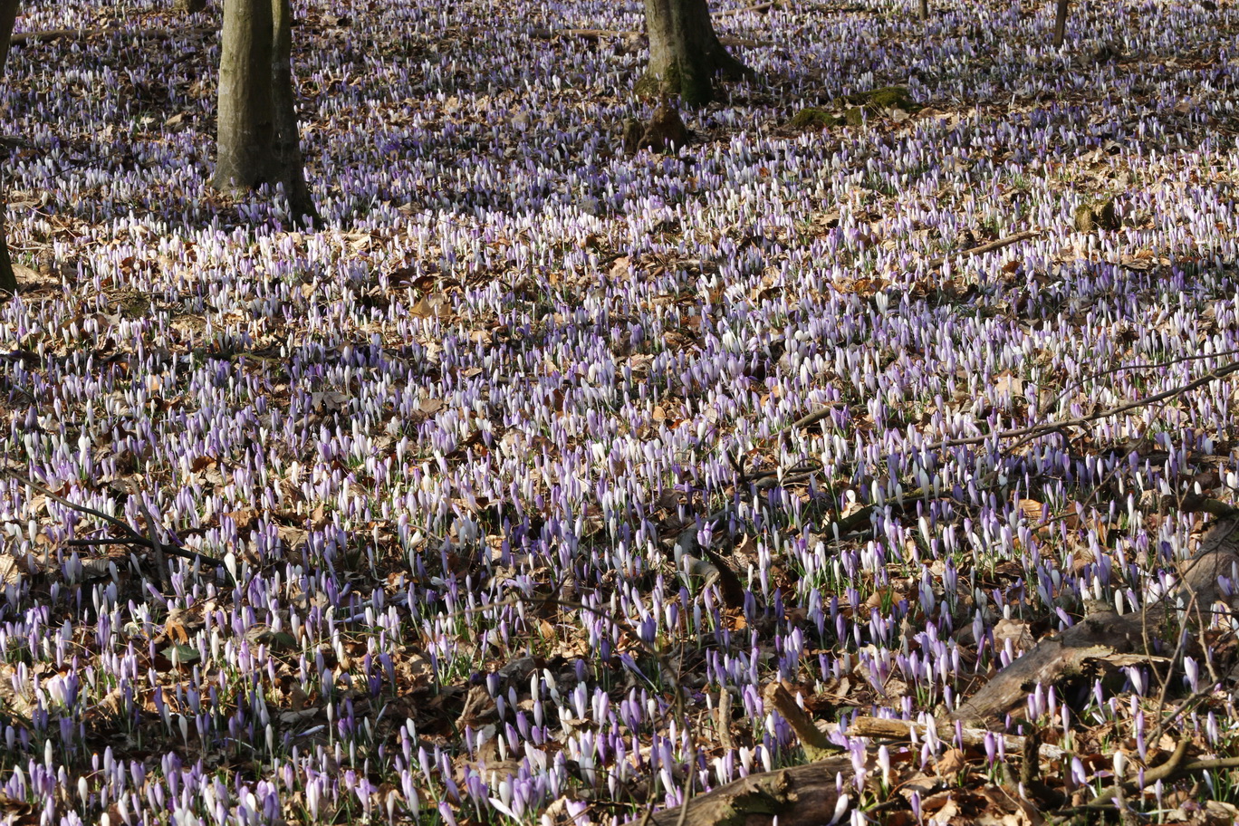 Crocus.exiguus.St-Lichendorf.Weitendorf .27.Febr.22.JPG