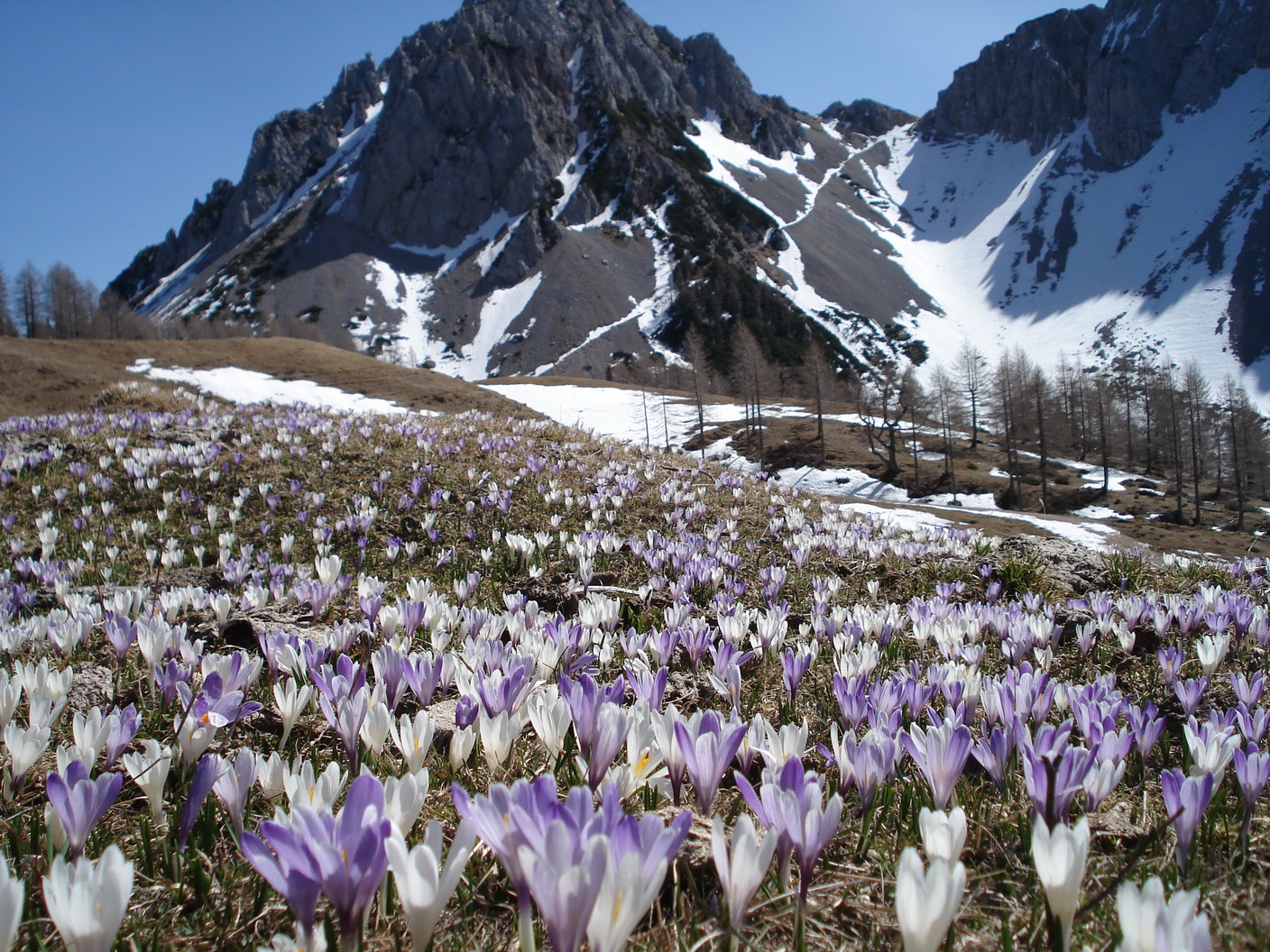 Crocus.albiflorus. K-Matschacher.Alm.jpg