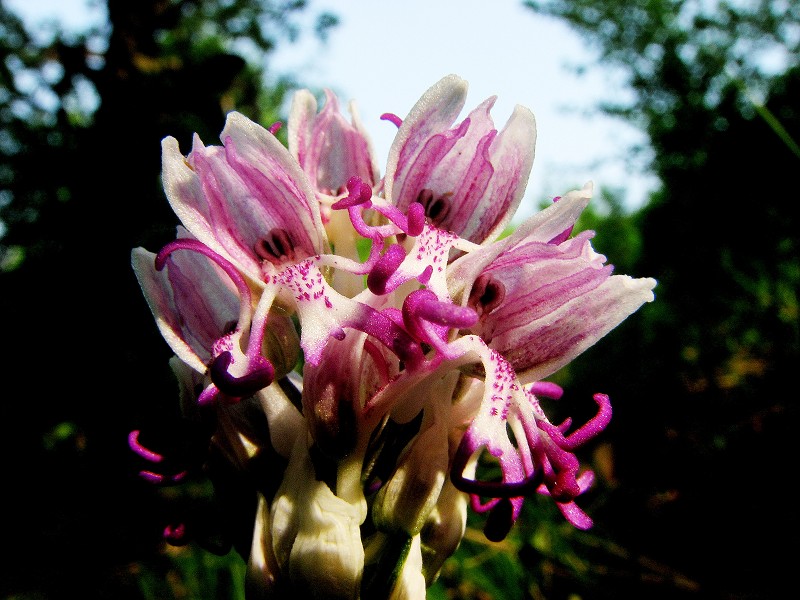 k-Orchis simia.JPG