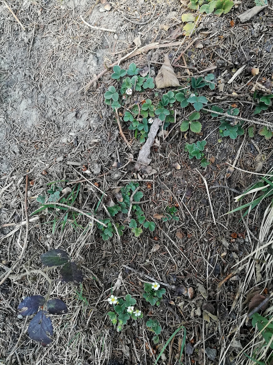 Potentilla micrantha und P. sterilis (1600_x_1200).jpg