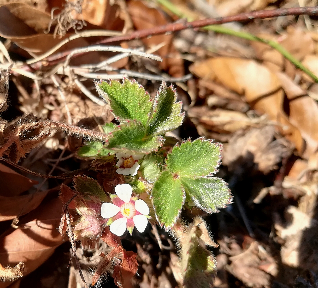 Potentilla micrantha (1600_x_1200).jpg