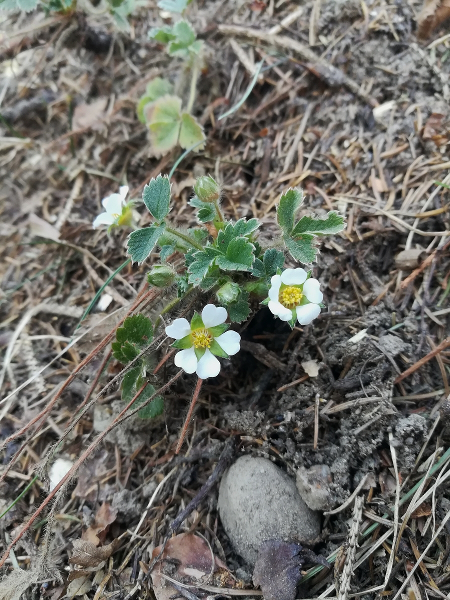 Potentilla sterilis (1600_x_1200).jpg