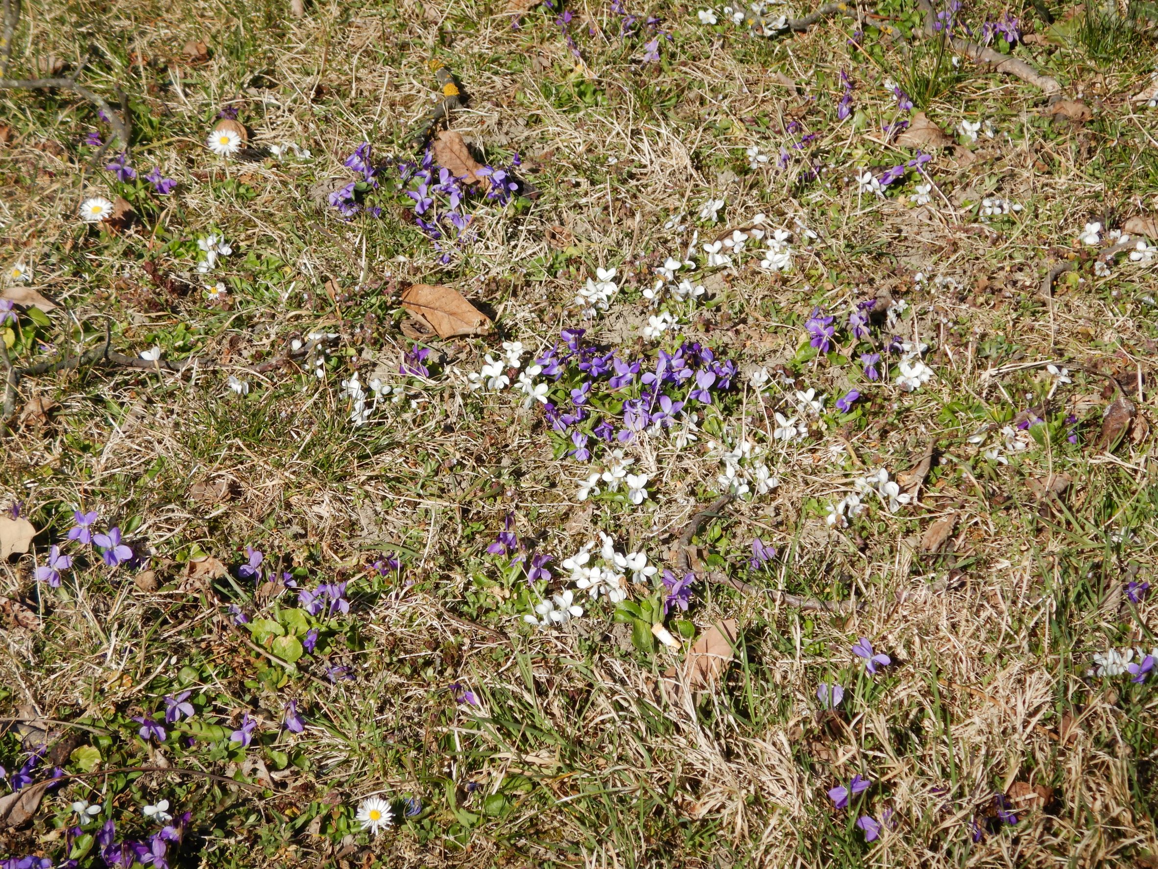 DSCN4939 viola, wien-22,tamariskengasse, 2022-03-23.JPG