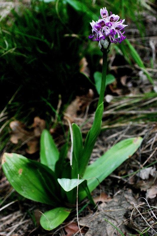 k-Orchis simia ganze Pfl..JPG