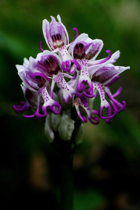 k-Orchis simia I.JPG