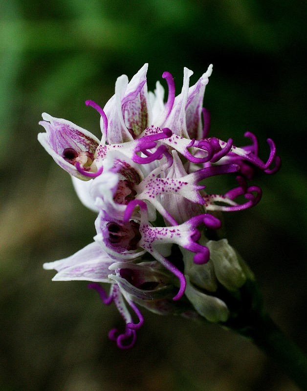 k-Orchis simia II.JPG
