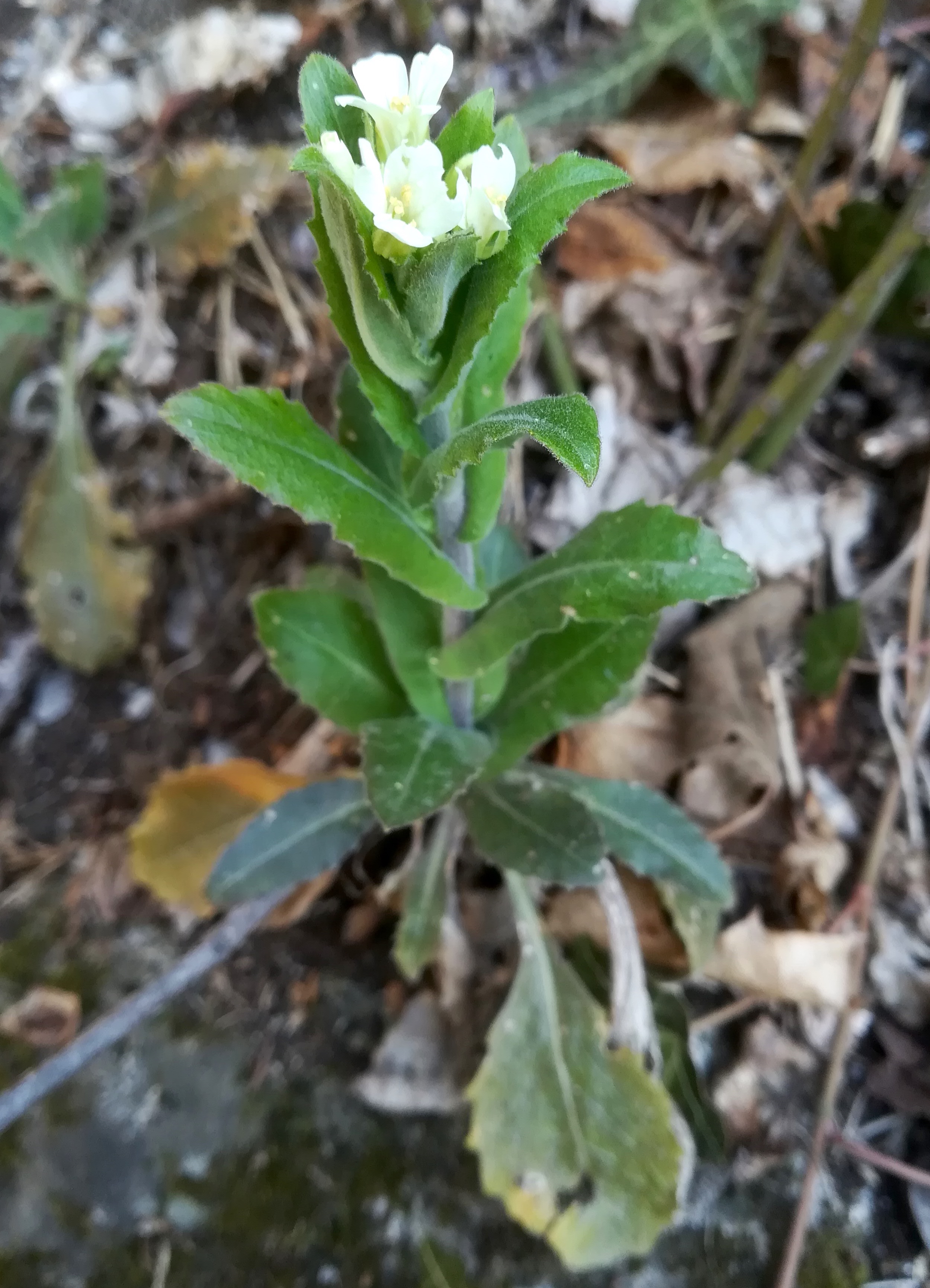 pseudoturritis turrita kalenderberg mödling_20220325_102625.jpg