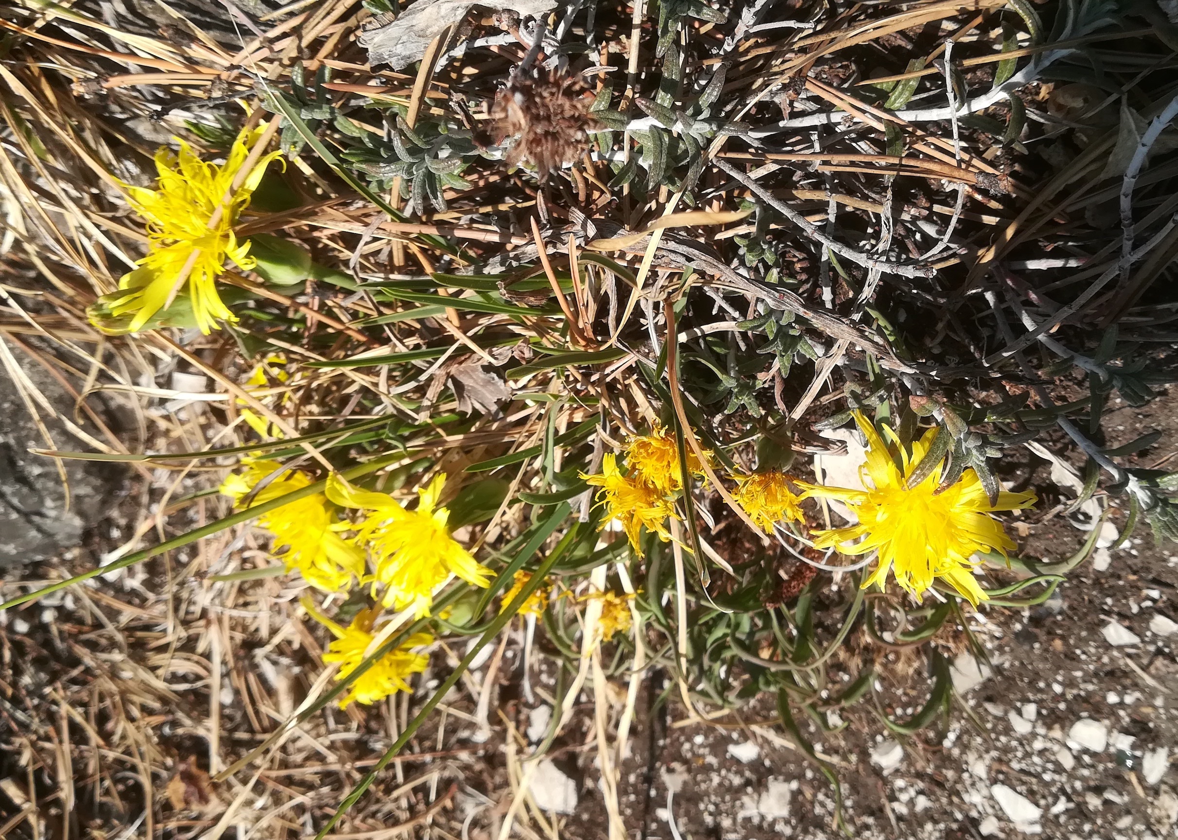 scorzonera austriaca kalenderberg mödling_20220325_103236.jpg