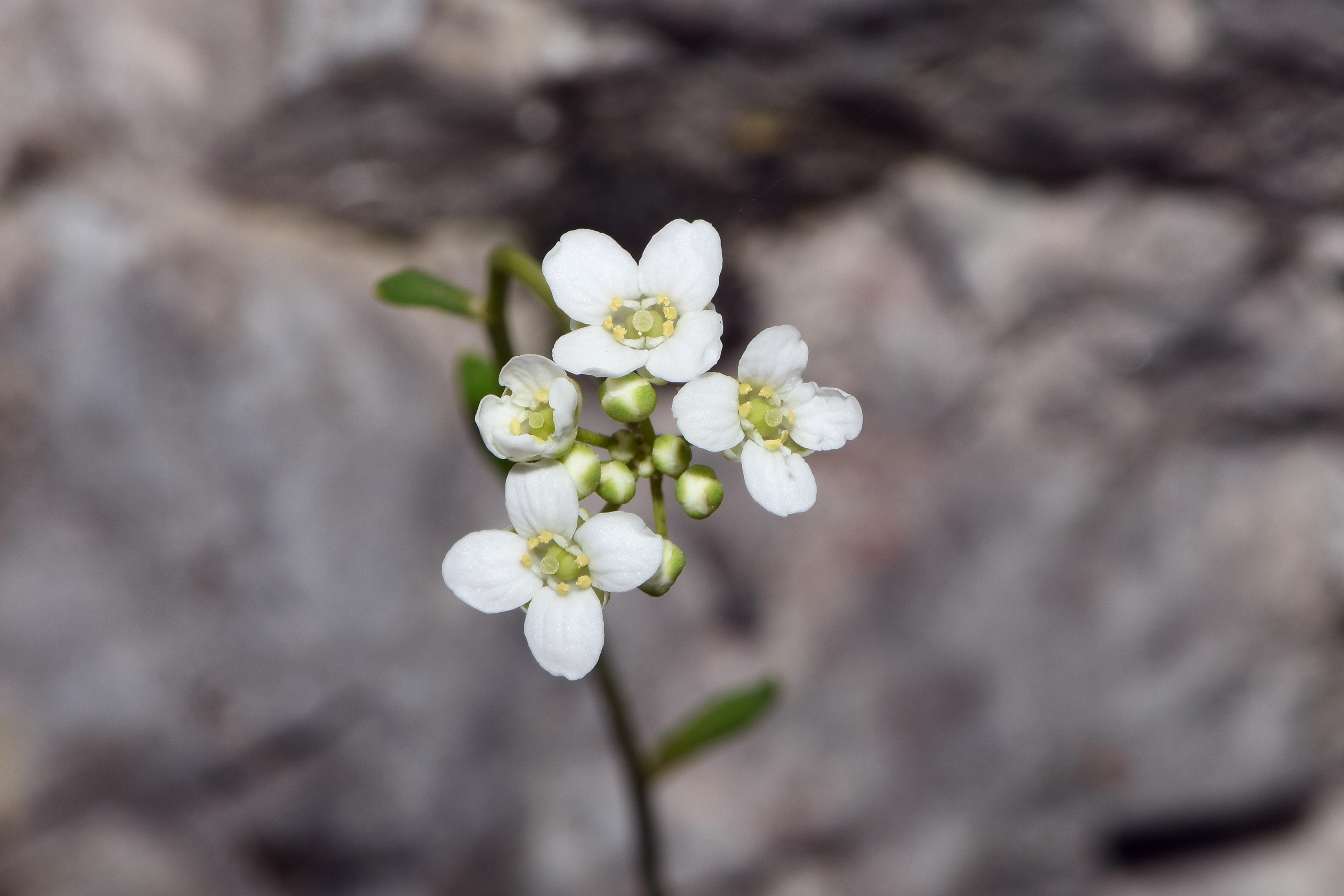 Arabis sp.1  .jpg