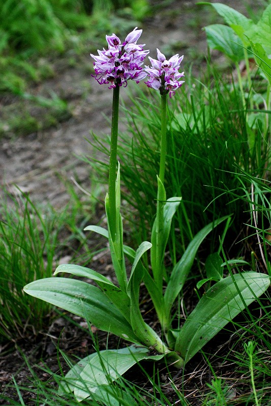 k-Orchis simia 2x ganze Pfl. .JPG