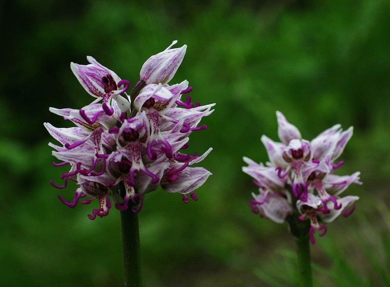 k-Orchis simia 2x.JPG