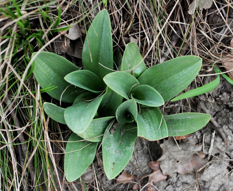 k-Orchis simia vegetativ.JPG