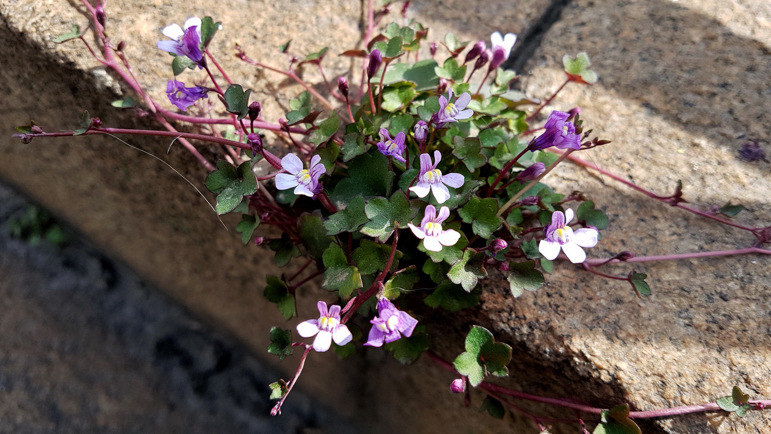 Cymbalaria muralis 1.jpg