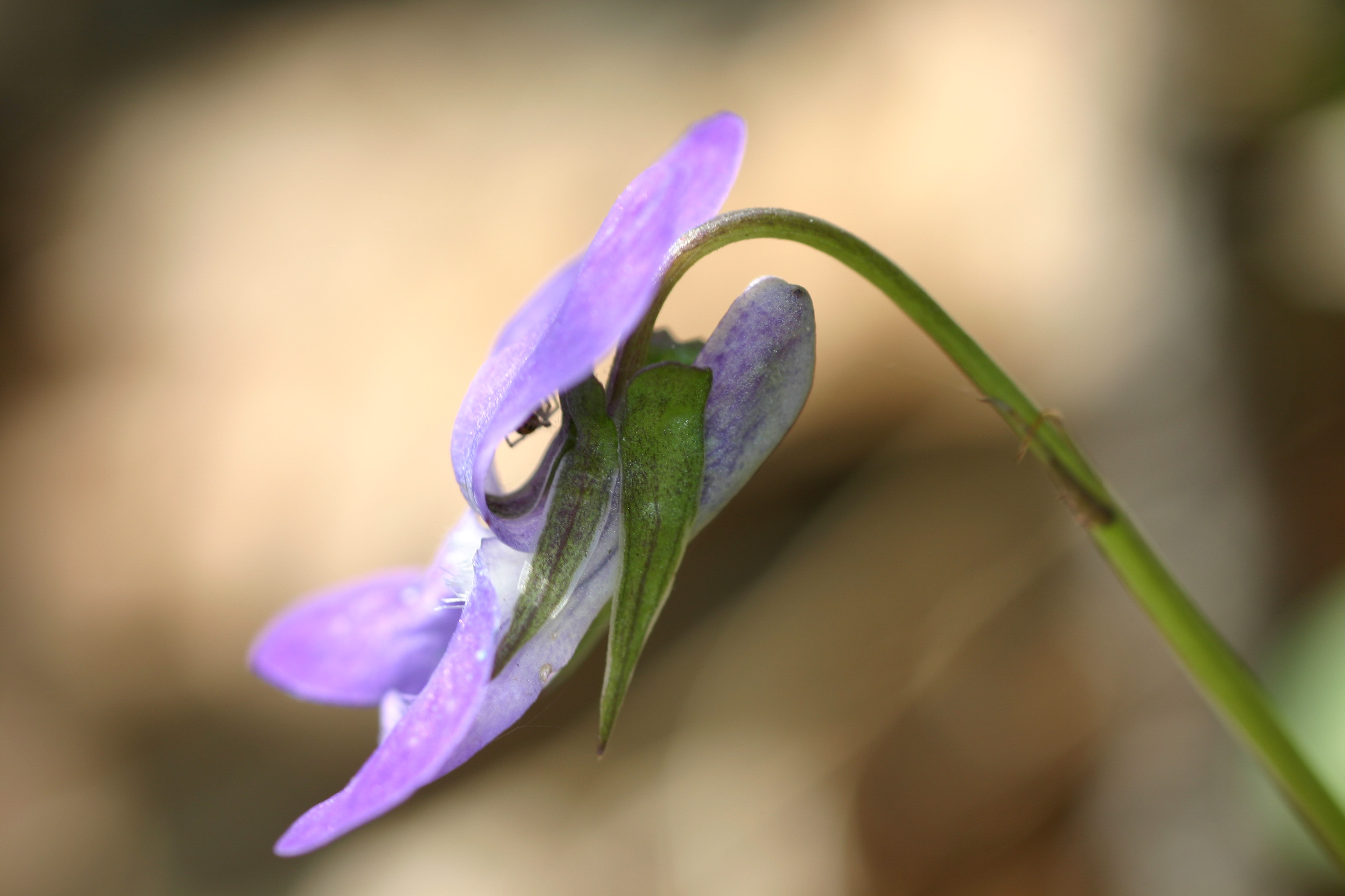 Viola_x_bavarica_Gamp_2004_04_23.jpg