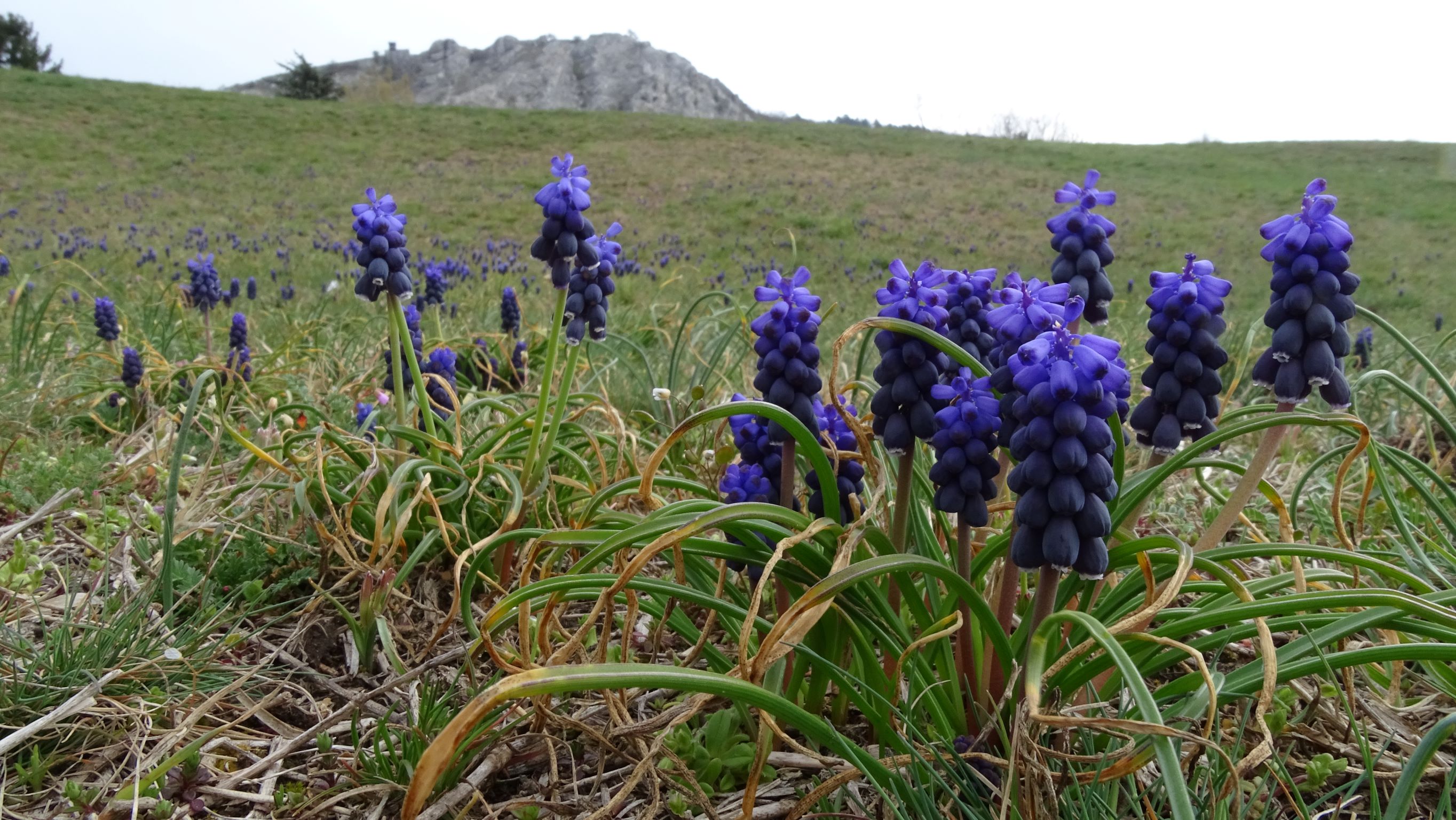 DSC02577 2022-04-02, Muscari neglectum, Hainburg.JPG