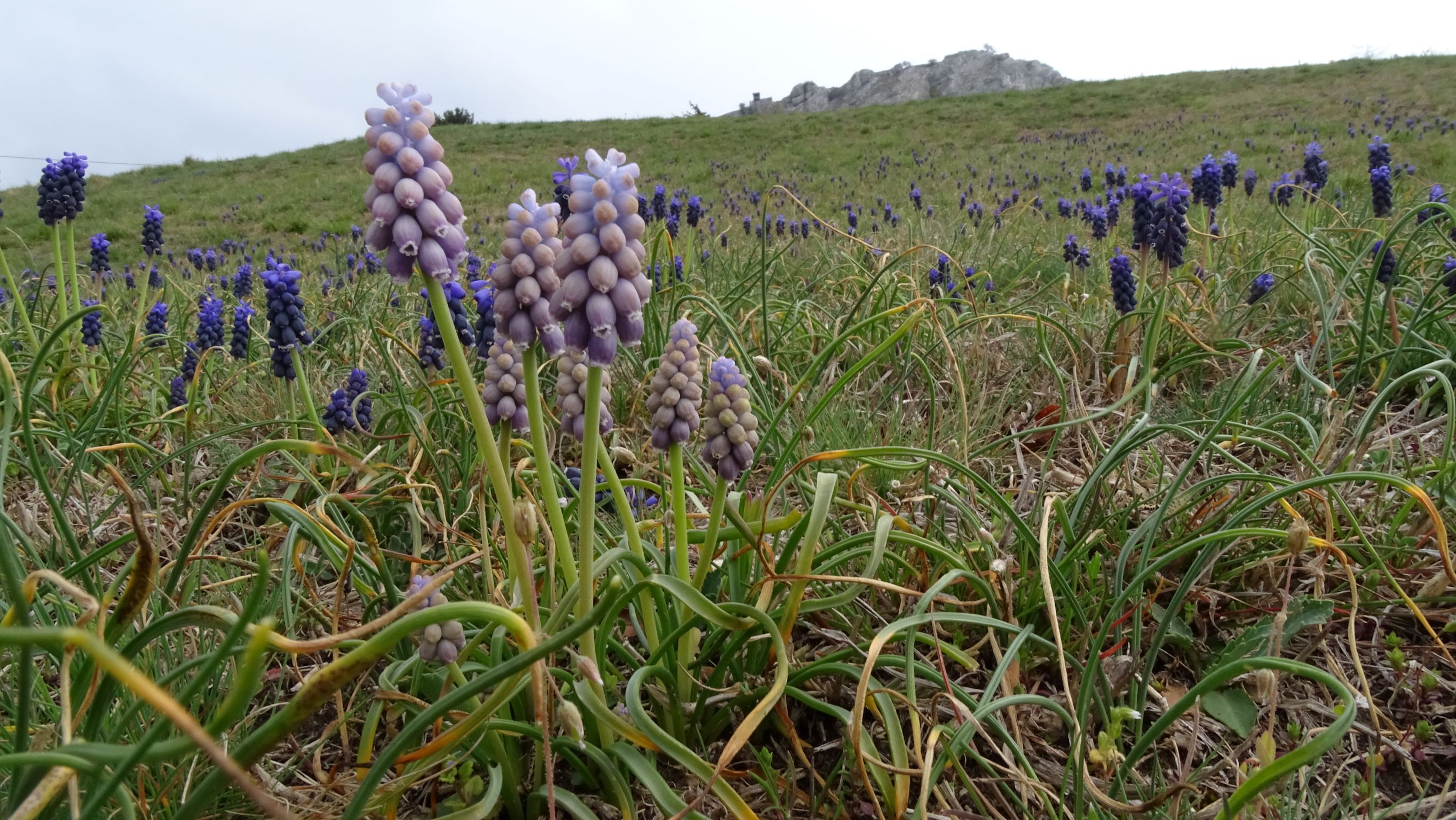 DSC02579 2022-04-02, Muscari neglectum, Hainburg.JPG