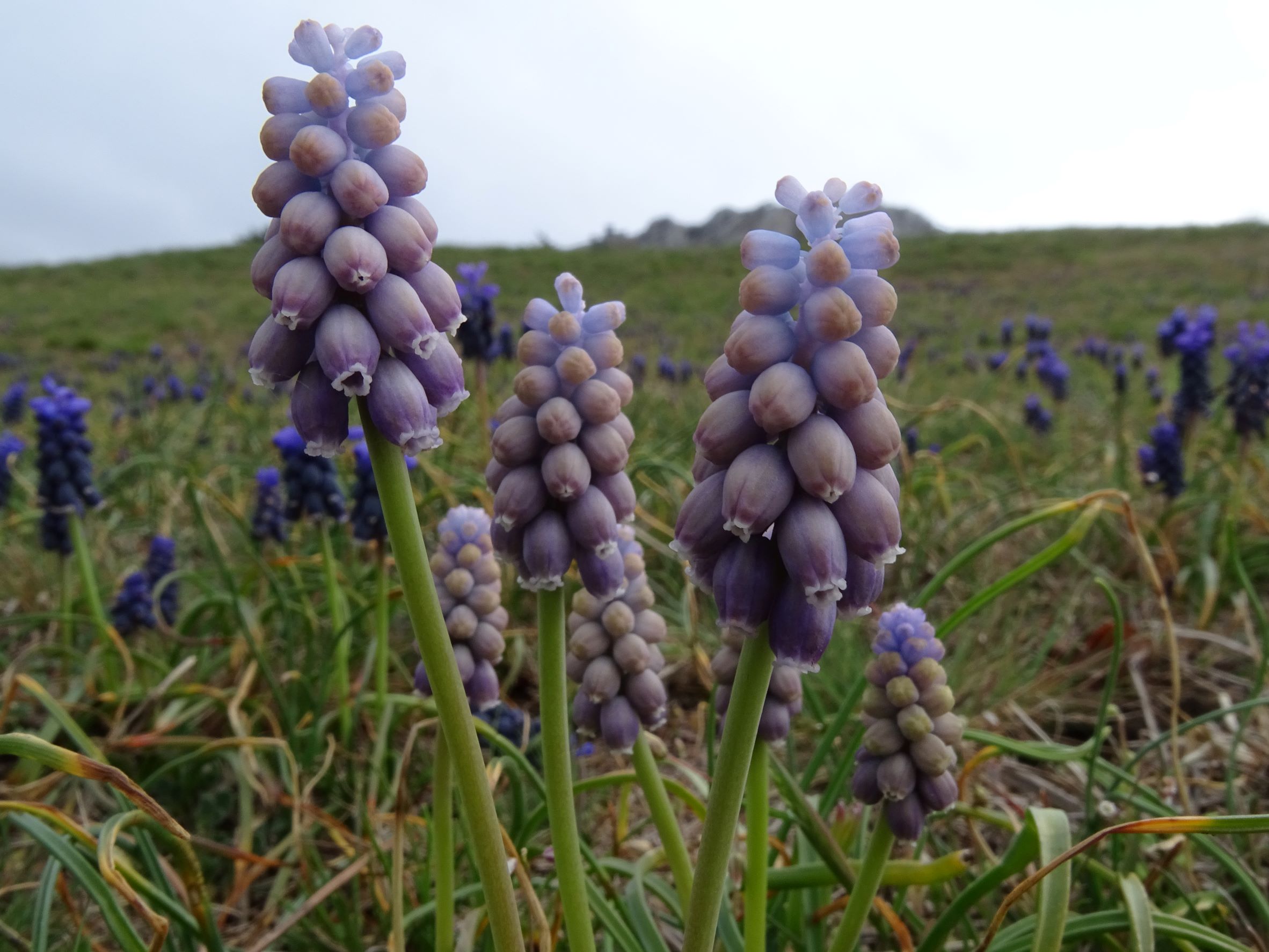 DSC02581 2022-04-02, Muscari neglectum, Hainburg.JPG