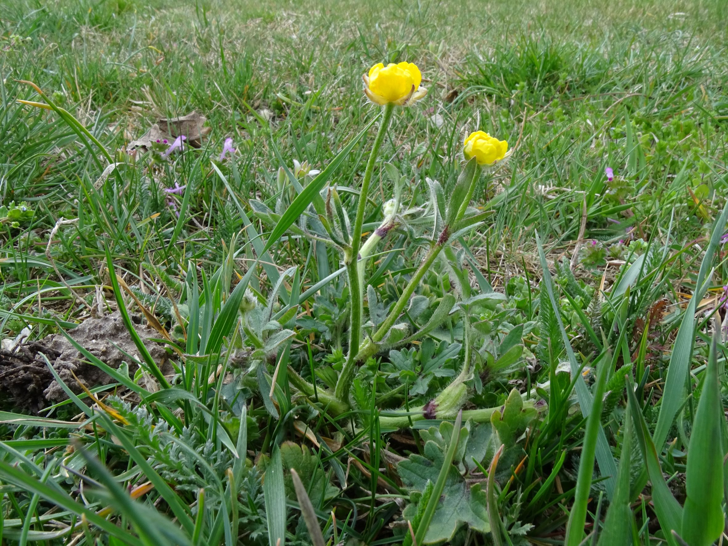 DSC02583 2022-04-02, Ranunculus bulbosus, Hainburg.JPG
